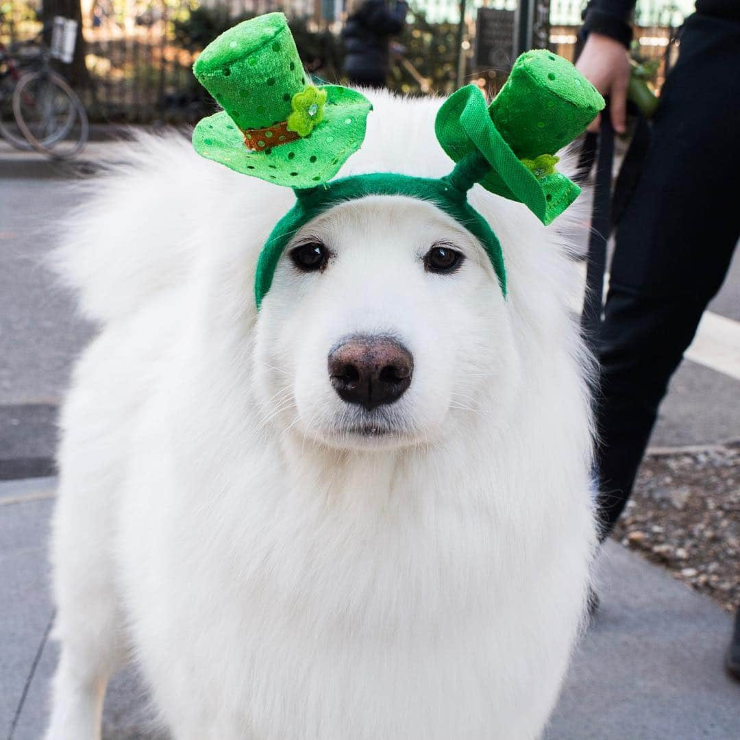 The Dogistさんのインスタグラム写真 - (The DogistInstagram)「Polo, Samoyed (5 y/o), Sheridan Square, New York, NY • “She loves to try and kill birds. She’ll wait under trees for them.”」3月18日 8時29分 - thedogist