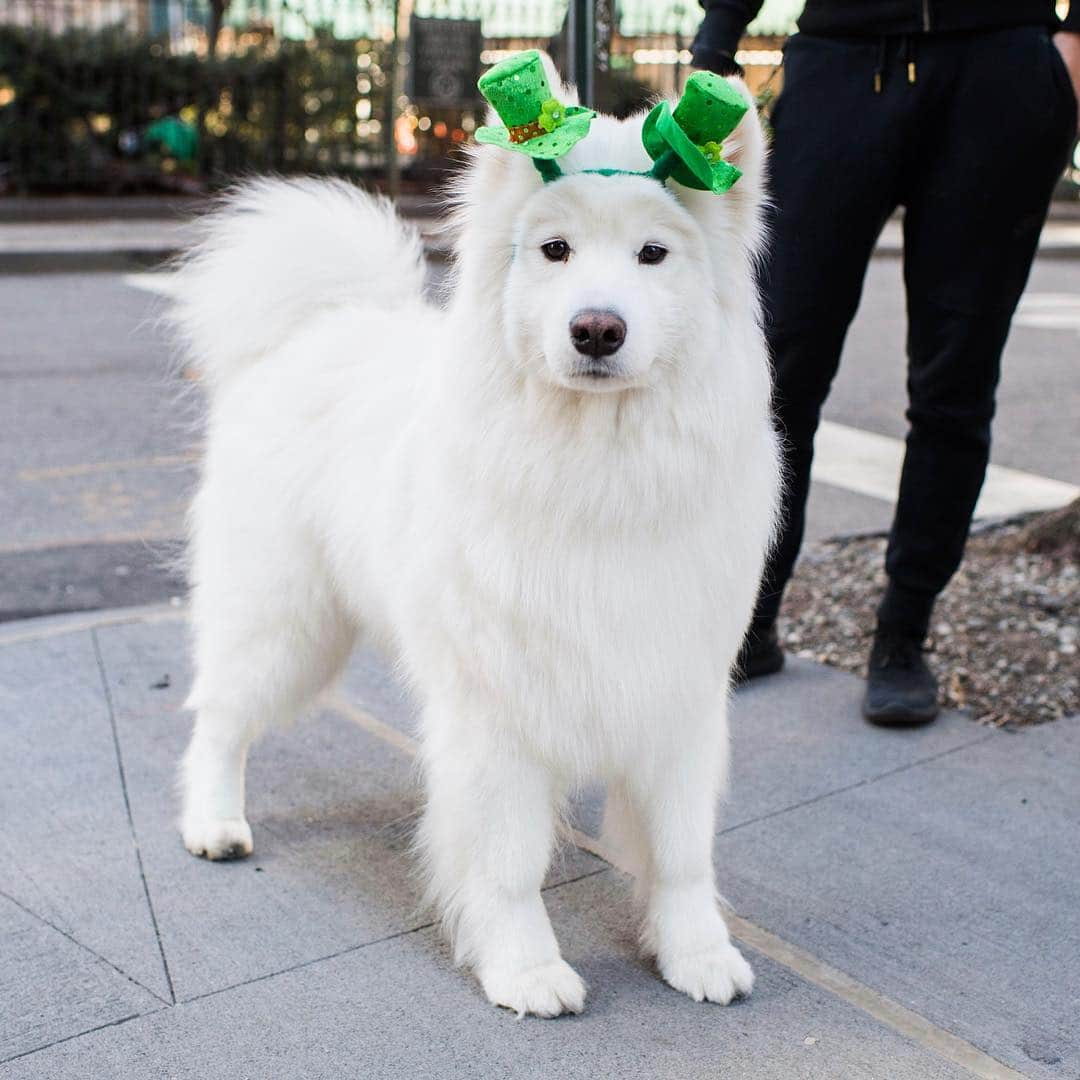 The Dogistさんのインスタグラム写真 - (The DogistInstagram)「Polo, Samoyed (5 y/o), Sheridan Square, New York, NY • “She loves to try and kill birds. She’ll wait under trees for them.”」3月18日 8時29分 - thedogist