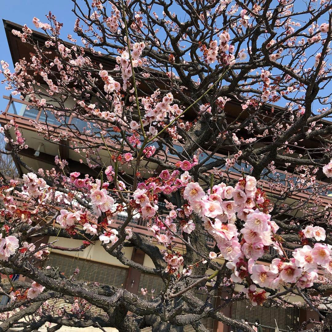 音花ゆりさんのインスタグラム写真 - (音花ゆりInstagram)「. . 想いのままに . . この時期、私の地元、宝塚市中山寺の梅林園は満開🌸 境内の方には１つの木に紅梅と白梅の両方が咲く珍しい木が。 その名も「想いのままに」 ステキな名前だ…😍 . もし行かれた方は探してみてください⭐️ . . #中山寺 #梅林園 #この時期だけの #甘い香り #懐かしい #想いのままに #自分の心を大切に」3月18日 8時48分 - otohana.yuri