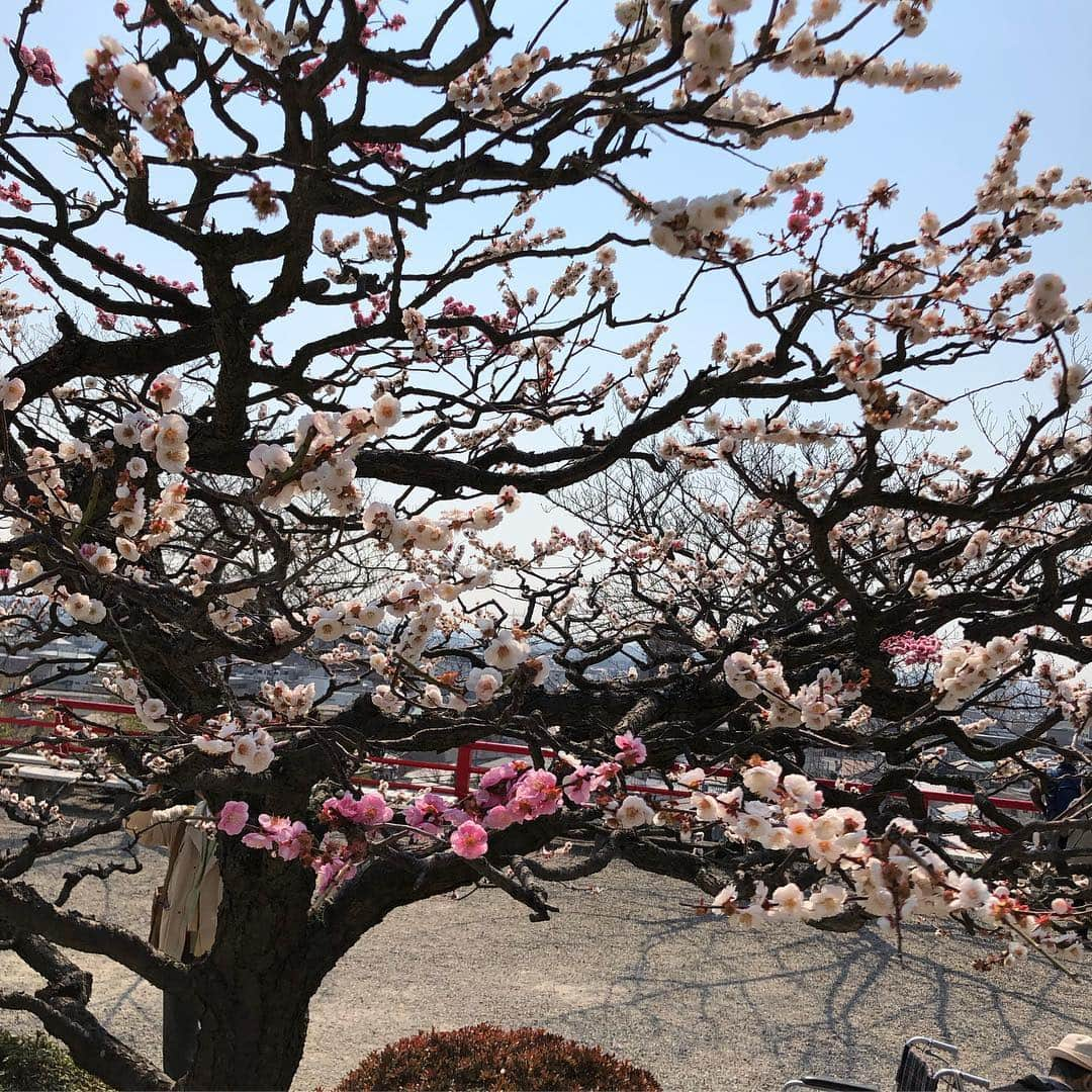 音花ゆりのインスタグラム：「. . 想いのままに . . この時期、私の地元、宝塚市中山寺の梅林園は満開🌸 境内の方には１つの木に紅梅と白梅の両方が咲く珍しい木が。 その名も「想いのままに」 ステキな名前だ…😍 . もし行かれた方は探してみてください⭐️ . . #中山寺 #梅林園 #この時期だけの #甘い香り #懐かしい #想いのままに #自分の心を大切に」