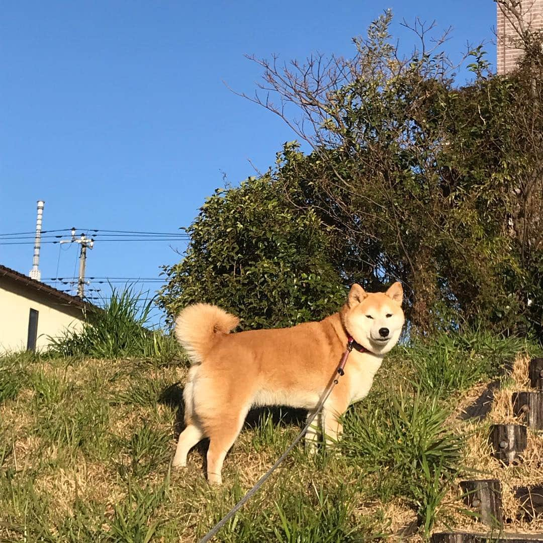 柴犬のモモさんのインスタグラム写真 - (柴犬のモモInstagram)「おはようございます。野生の鹿に遭遇した気分 #いぬ #イヌ #犬 #柴犬 #赤柴 #日本犬 #犬バカ部 #ふわもこ部 #いぬら部 #癒しわんこ #柴犬マニア #犬のいる暮らし #口角キュキュッと部 #shiba #shibainu #shibadog #dogstagram #dogsofinstagram #shibastagram #shibasofinstagram #shibamania #inu #instadog #toyota_dog」3月18日 9時02分 - shi_ba_i_nu_momo