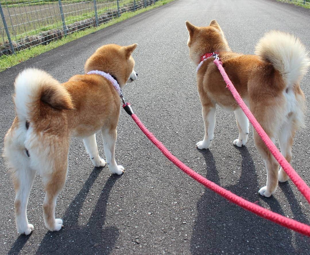 柴犬たま Shibainu Tamaさんのインスタグラム写真 - (柴犬たま Shibainu TamaInstagram)「朝はまだ寒いけど、天気が良いと気持ちいいね👌 * Caption trans🇬🇧 It is cold in the morning, but the weather is good and the walk is pleasant👌 * #柴犬たま #たママ #たま家族 #柴犬ミケ #一眼レフ #一眼レフカメラ #お散歩 #プリケツ #柴尻 #しっぽモフモフ #後頭部フェチ #かなりひし形 #柴犬 #shiba #shibainu #shibastagram #犬 #dog #多頭飼い」3月18日 9時07分 - tama7653