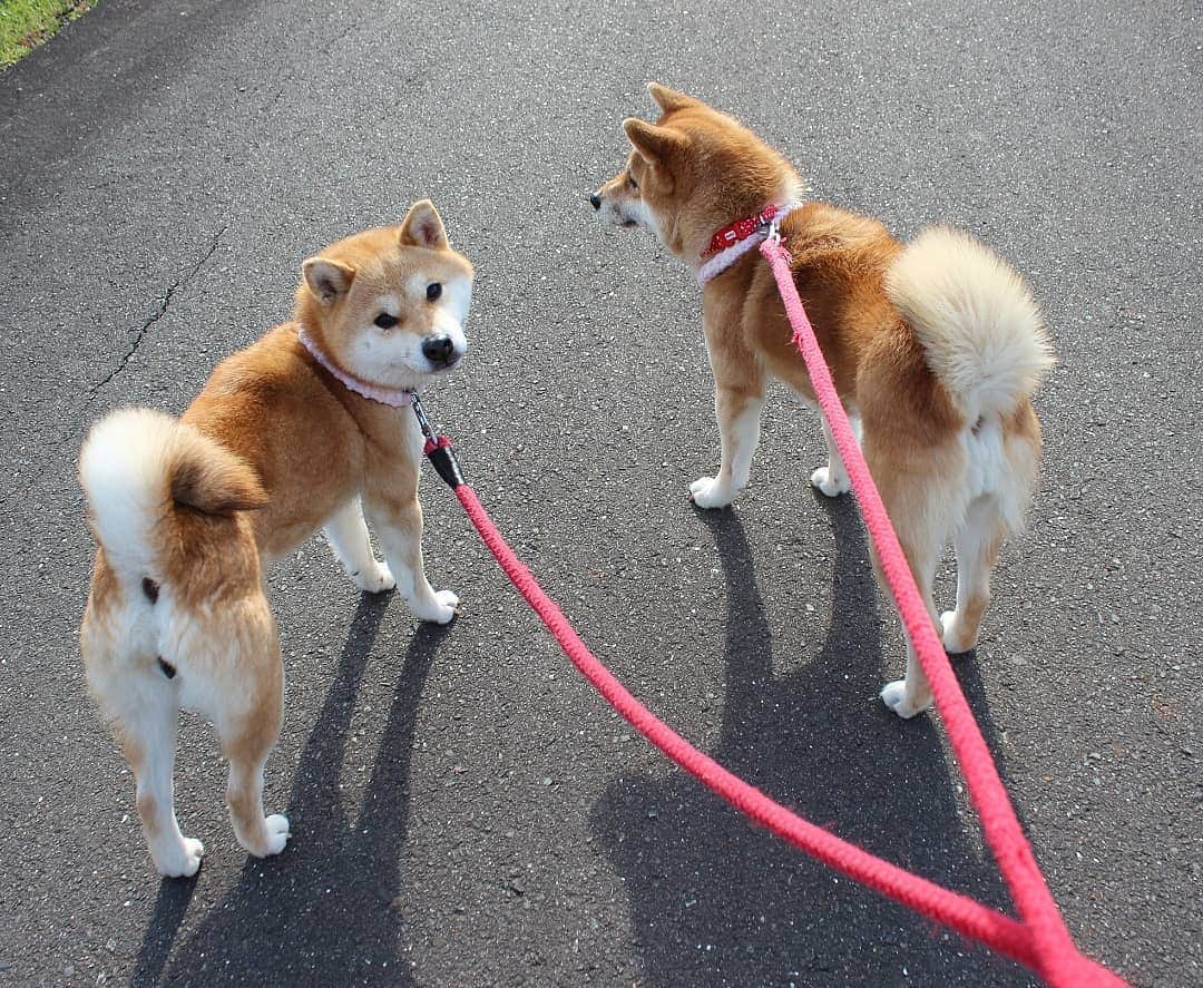 柴犬たま Shibainu Tamaさんのインスタグラム写真 - (柴犬たま Shibainu TamaInstagram)「朝はまだ寒いけど、天気が良いと気持ちいいね👌 * Caption trans🇬🇧 It is cold in the morning, but the weather is good and the walk is pleasant👌 * #柴犬たま #たママ #たま家族 #柴犬ミケ #一眼レフ #一眼レフカメラ #お散歩 #プリケツ #柴尻 #しっぽモフモフ #後頭部フェチ #かなりひし形 #柴犬 #shiba #shibainu #shibastagram #犬 #dog #多頭飼い」3月18日 9時07分 - tama7653