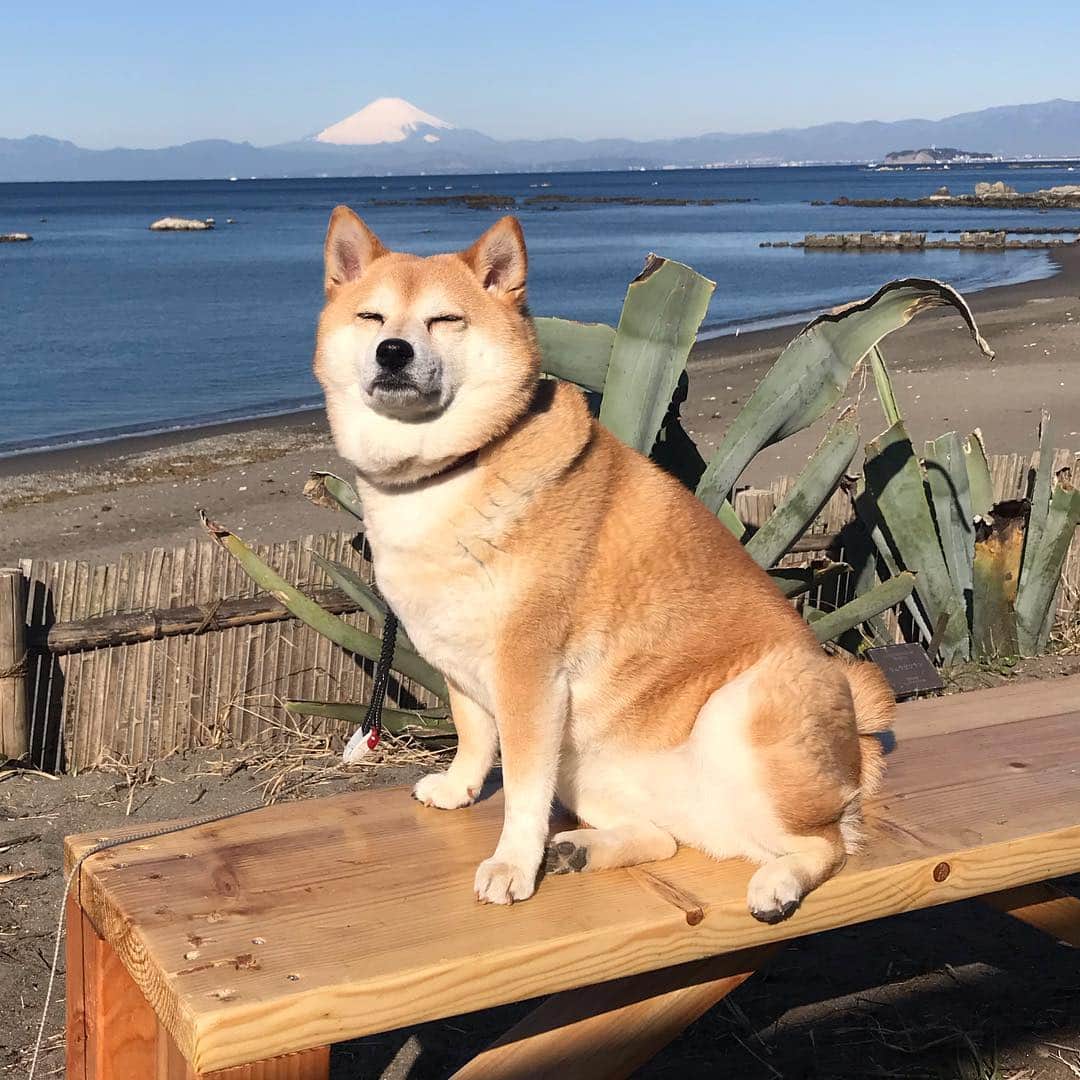 マル子さんのインスタグラム写真 - (マル子Instagram)「おはよー！ 今朝の富士山🗻はお見事でした！ 業務連絡※獣道に新しいベンチが出来てたよw #マル子  #柴犬  #shiba」3月18日 9時14分 - tomikago