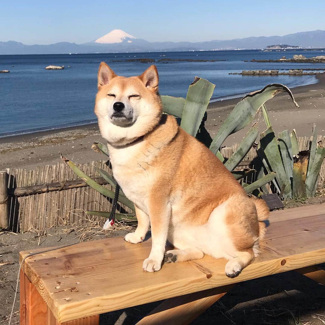 のインスタグラム：「おはよー！ 今朝の富士山🗻はお見事でした！ 業務連絡※獣道に新しいベンチが出来てたよw #マル子  #柴犬  #shiba」
