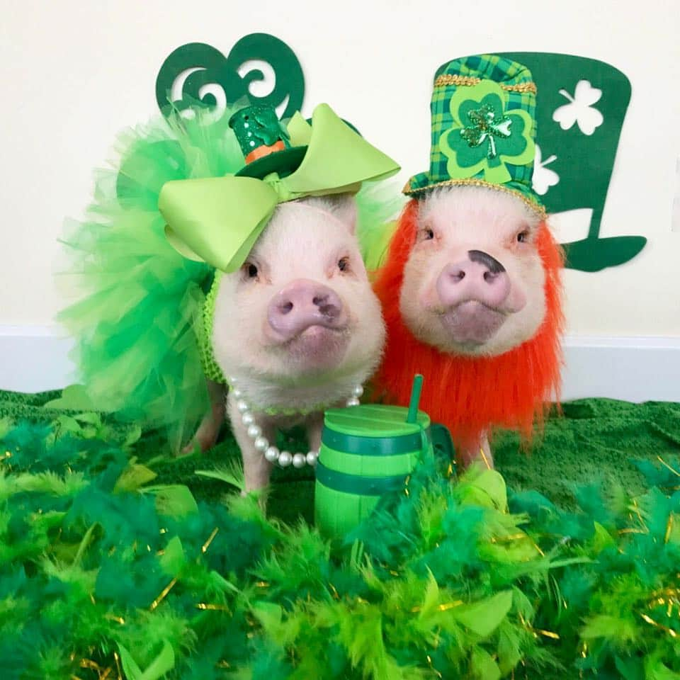 Priscilla and Poppletonさんのインスタグラム写真 - (Priscilla and PoppletonInstagram)「Forever my lucky charms!🐷🍀#proudaunt #nieceandnephew #stpatricksday #PoseyandPink #PrissyandPop」3月18日 9時24分 - prissy_pig