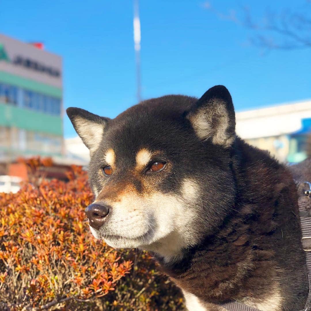 小川博永さんのインスタグラム写真 - (小川博永Instagram)「いい天気だー。  #今朝まる #ししまる #dog #dogs #柴犬 #黒柴」3月18日 9時25分 - ogawahironaga