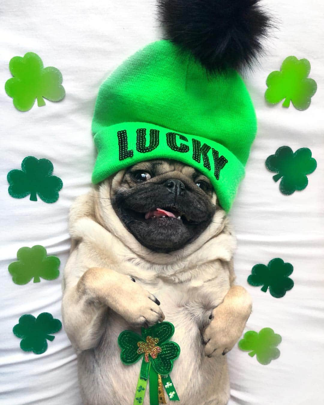 itsdougthepugさんのインスタグラム写真 - (itsdougthepugInstagram)「“Happy St. Puggy’s Day!” -Doug」3月18日 9時26分 - itsdougthepug