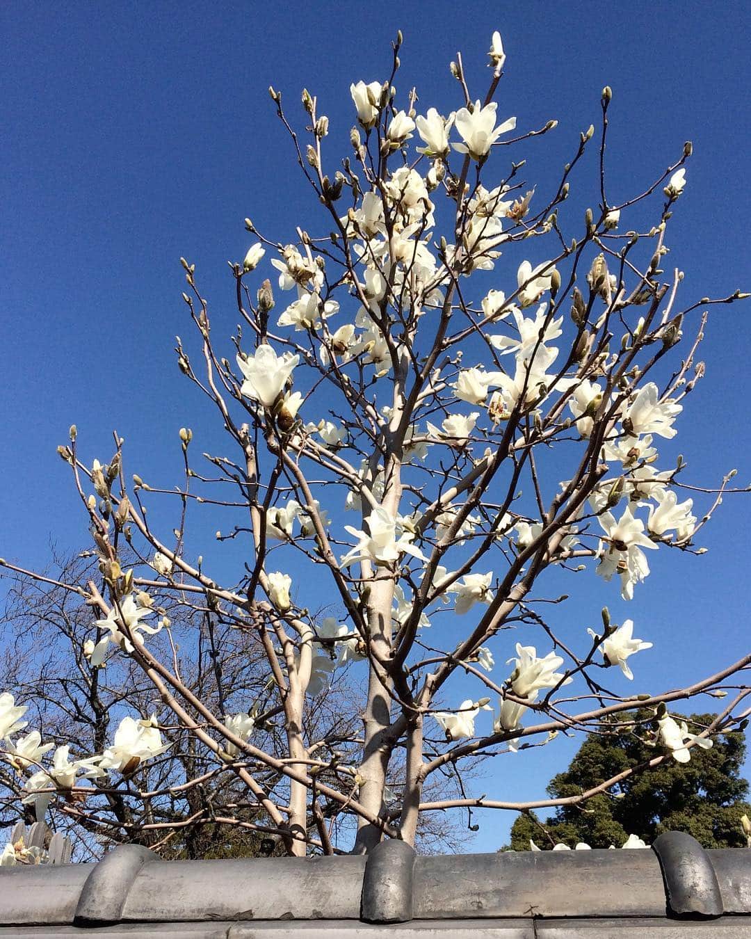 松田洋治さんのインスタグラム写真 - (松田洋治Instagram)「桜だけが春じゃなし。 もちろん 桜 最高だけどね。」3月18日 9時28分 - youjimat