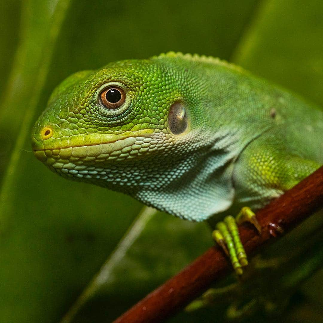 San Diego Zooさんのインスタグラム写真 - (San Diego ZooInstagram)「Shout-out to all the animals that "wear" green every day. 🍀 #gogreen #sandiegozoo #stpatricksday #nature (L-R 📷: green crested lizard, bee eater, Fijian banded iguana, eclectus parrot, emerald boa, Lord Howe Island stick insect nymphs, green mamba by Gregory Asaro, green honey creeper by Jeff Jonas)」3月18日 9時40分 - sandiegozoo