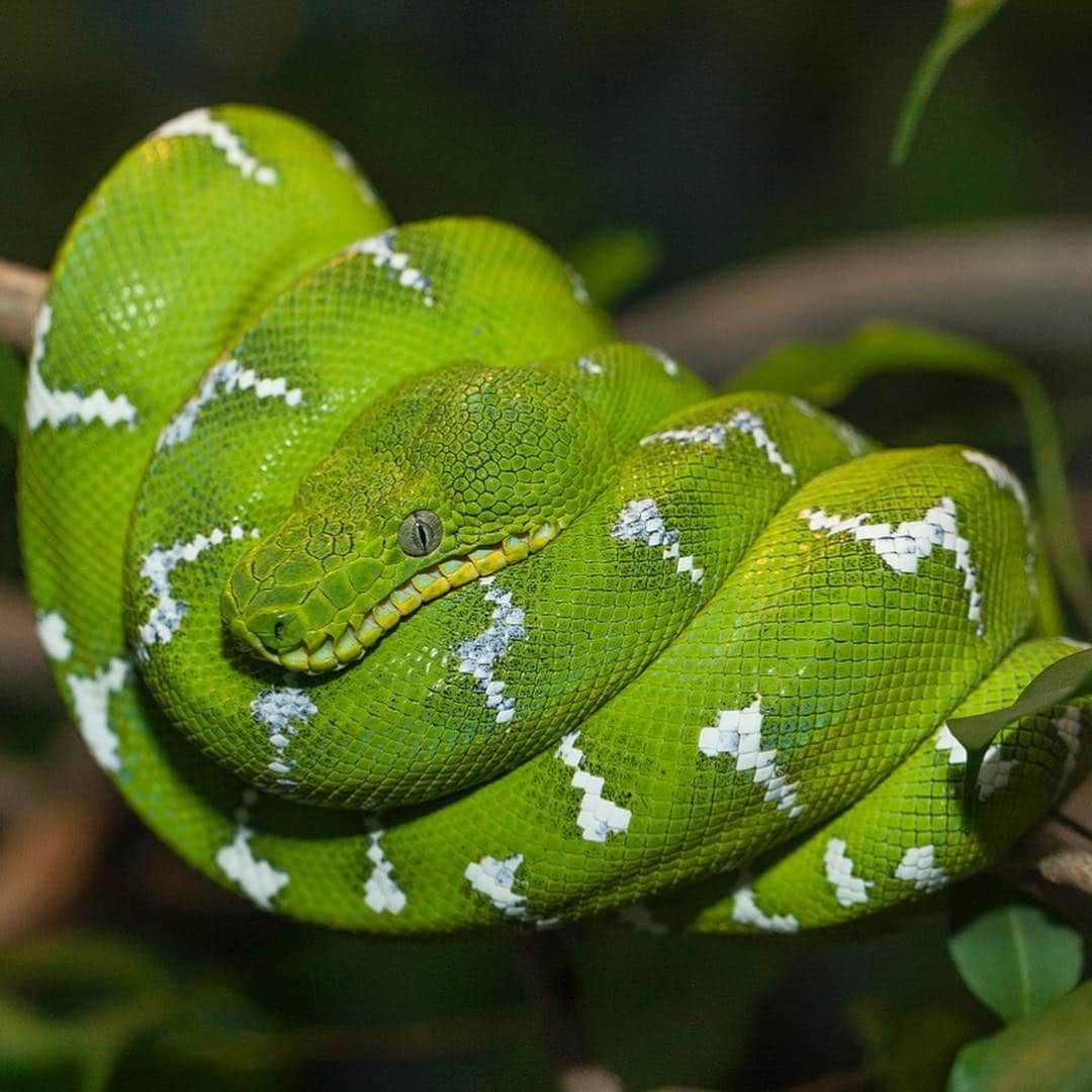 San Diego Zooさんのインスタグラム写真 - (San Diego ZooInstagram)「Shout-out to all the animals that "wear" green every day. 🍀 #gogreen #sandiegozoo #stpatricksday #nature (L-R 📷: green crested lizard, bee eater, Fijian banded iguana, eclectus parrot, emerald boa, Lord Howe Island stick insect nymphs, green mamba by Gregory Asaro, green honey creeper by Jeff Jonas)」3月18日 9時40分 - sandiegozoo