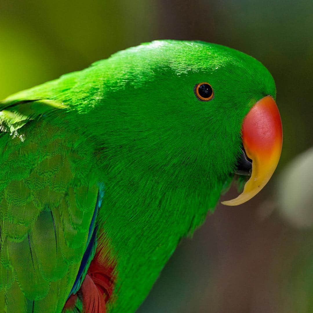 San Diego Zooさんのインスタグラム写真 - (San Diego ZooInstagram)「Shout-out to all the animals that "wear" green every day. 🍀 #gogreen #sandiegozoo #stpatricksday #nature (L-R 📷: green crested lizard, bee eater, Fijian banded iguana, eclectus parrot, emerald boa, Lord Howe Island stick insect nymphs, green mamba by Gregory Asaro, green honey creeper by Jeff Jonas)」3月18日 9時40分 - sandiegozoo