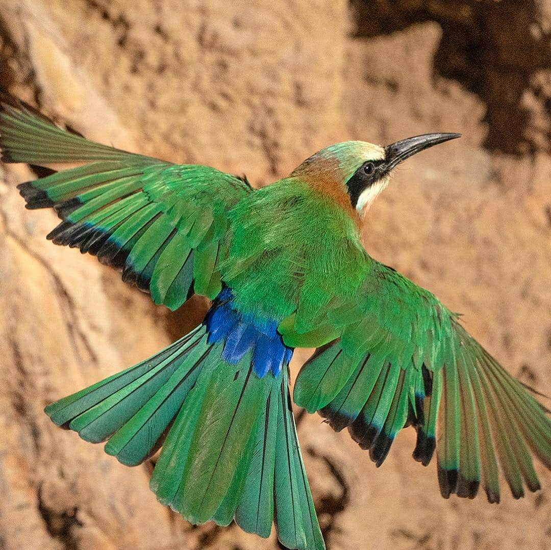 San Diego Zooさんのインスタグラム写真 - (San Diego ZooInstagram)「Shout-out to all the animals that "wear" green every day. 🍀 #gogreen #sandiegozoo #stpatricksday #nature (L-R 📷: green crested lizard, bee eater, Fijian banded iguana, eclectus parrot, emerald boa, Lord Howe Island stick insect nymphs, green mamba by Gregory Asaro, green honey creeper by Jeff Jonas)」3月18日 9時40分 - sandiegozoo