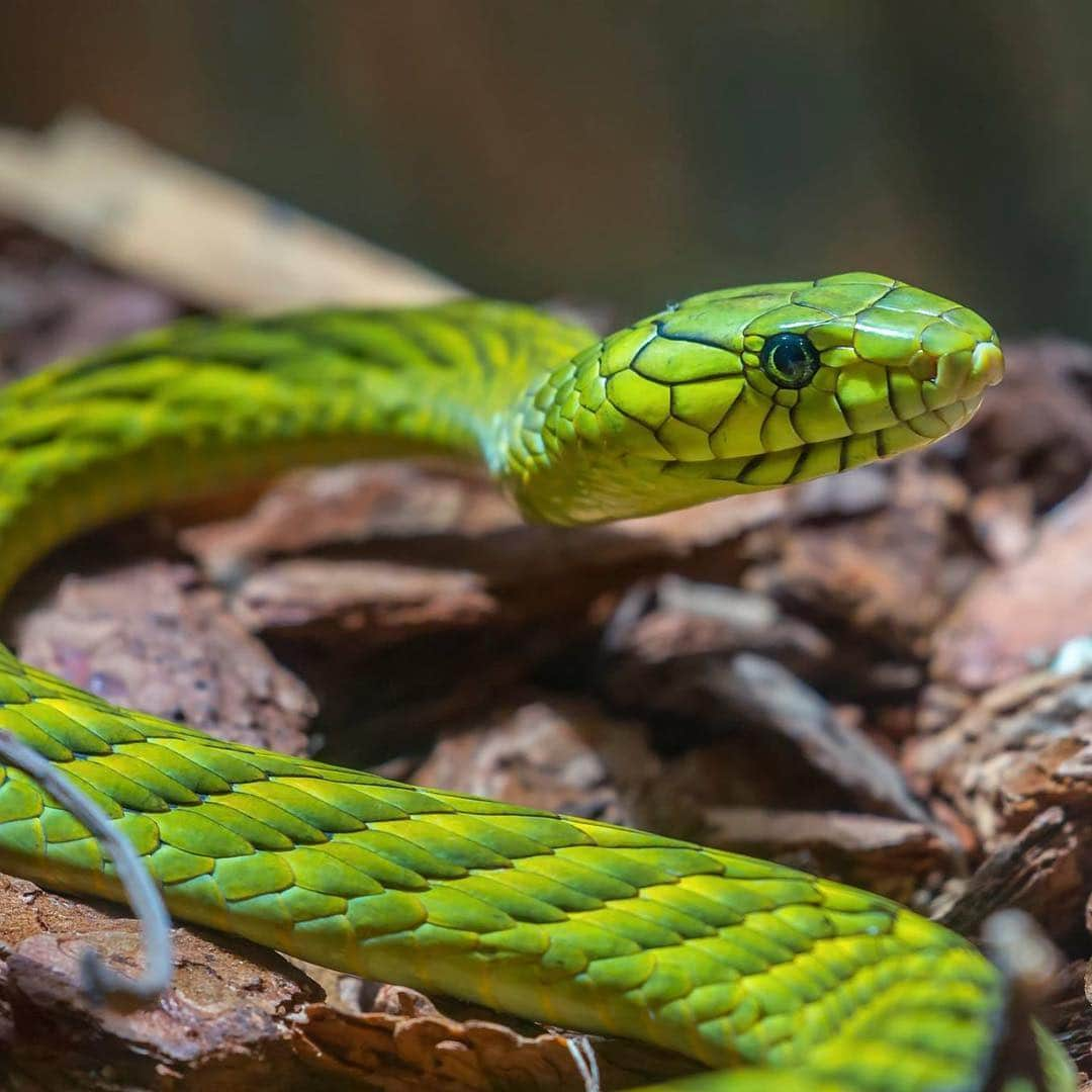 San Diego Zooさんのインスタグラム写真 - (San Diego ZooInstagram)「Shout-out to all the animals that "wear" green every day. 🍀 #gogreen #sandiegozoo #stpatricksday #nature (L-R 📷: green crested lizard, bee eater, Fijian banded iguana, eclectus parrot, emerald boa, Lord Howe Island stick insect nymphs, green mamba by Gregory Asaro, green honey creeper by Jeff Jonas)」3月18日 9時40分 - sandiegozoo