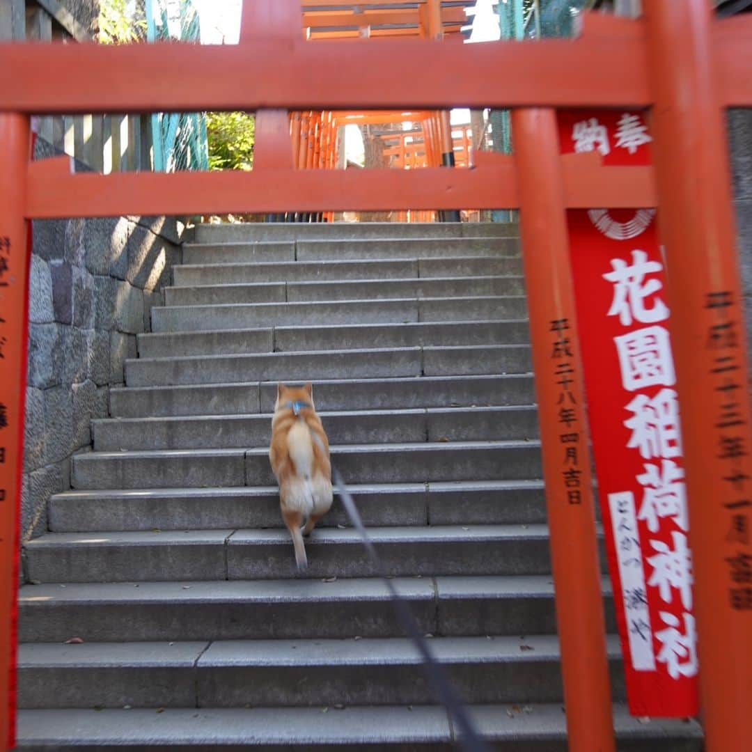 まる（まるたろう）さんのインスタグラム写真 - (まる（まるたろう）Instagram)「Good morning!!✨🌸🐶🍑✨月曜日おはまる〜(^O^) 上野公園花園稲荷神社の桜が咲き始めたって事は🙄今週末くらいからメインストリートのサクラが咲き始まるってことだよ〜 #ちゃんとサクラ見てね #お尻見ないでよね #まる知識 #サクラパトロール #花園稲荷神社  #花園稲荷神社からまるギャラリーは徒歩10分 #月曜日は笑顔で頑張る日」3月18日 9時35分 - marutaro