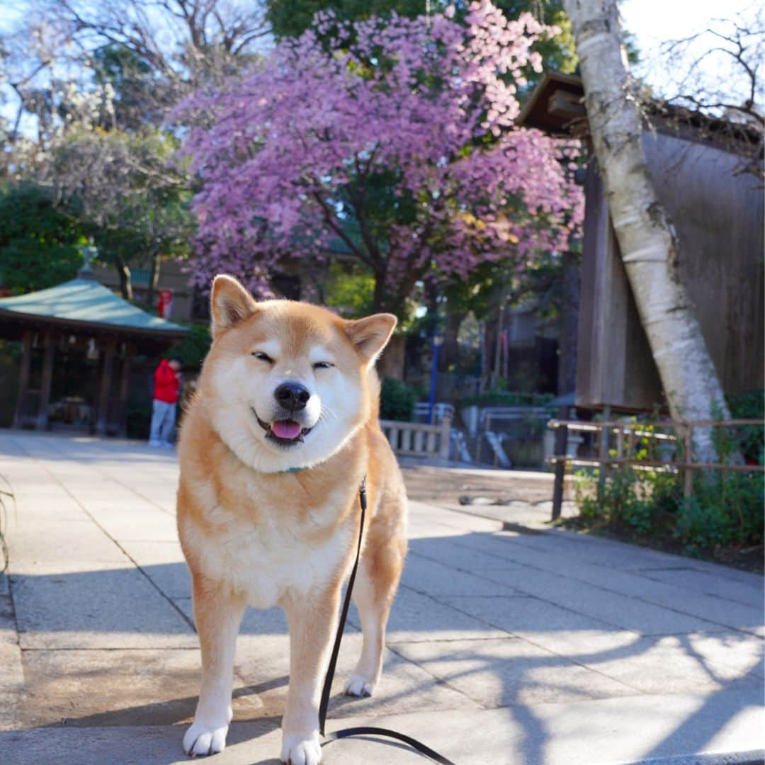 まる（まるたろう）さんのインスタグラム写真 - (まる（まるたろう）Instagram)「Good morning!!✨🌸🐶🍑✨月曜日おはまる〜(^O^) 上野公園花園稲荷神社の桜が咲き始めたって事は🙄今週末くらいからメインストリートのサクラが咲き始まるってことだよ〜 #ちゃんとサクラ見てね #お尻見ないでよね #まる知識 #サクラパトロール #花園稲荷神社  #花園稲荷神社からまるギャラリーは徒歩10分 #月曜日は笑顔で頑張る日」3月18日 9時35分 - marutaro