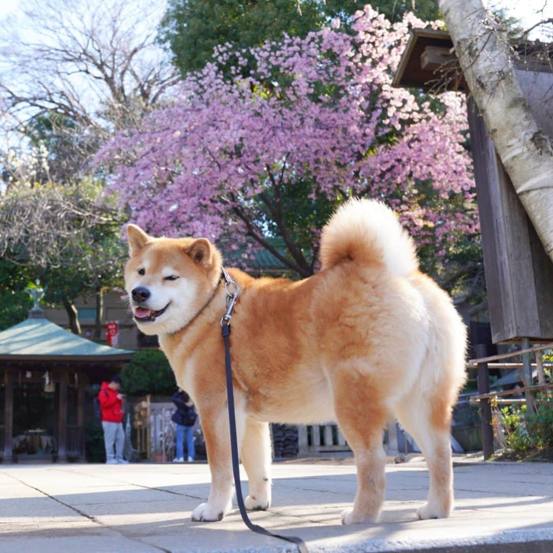 まる（まるたろう）さんのインスタグラム写真 - (まる（まるたろう）Instagram)「Good morning!!✨🌸🐶🍑✨月曜日おはまる〜(^O^) 上野公園花園稲荷神社の桜が咲き始めたって事は🙄今週末くらいからメインストリートのサクラが咲き始まるってことだよ〜 #ちゃんとサクラ見てね #お尻見ないでよね #まる知識 #サクラパトロール #花園稲荷神社  #花園稲荷神社からまるギャラリーは徒歩10分 #月曜日は笑顔で頑張る日」3月18日 9時35分 - marutaro