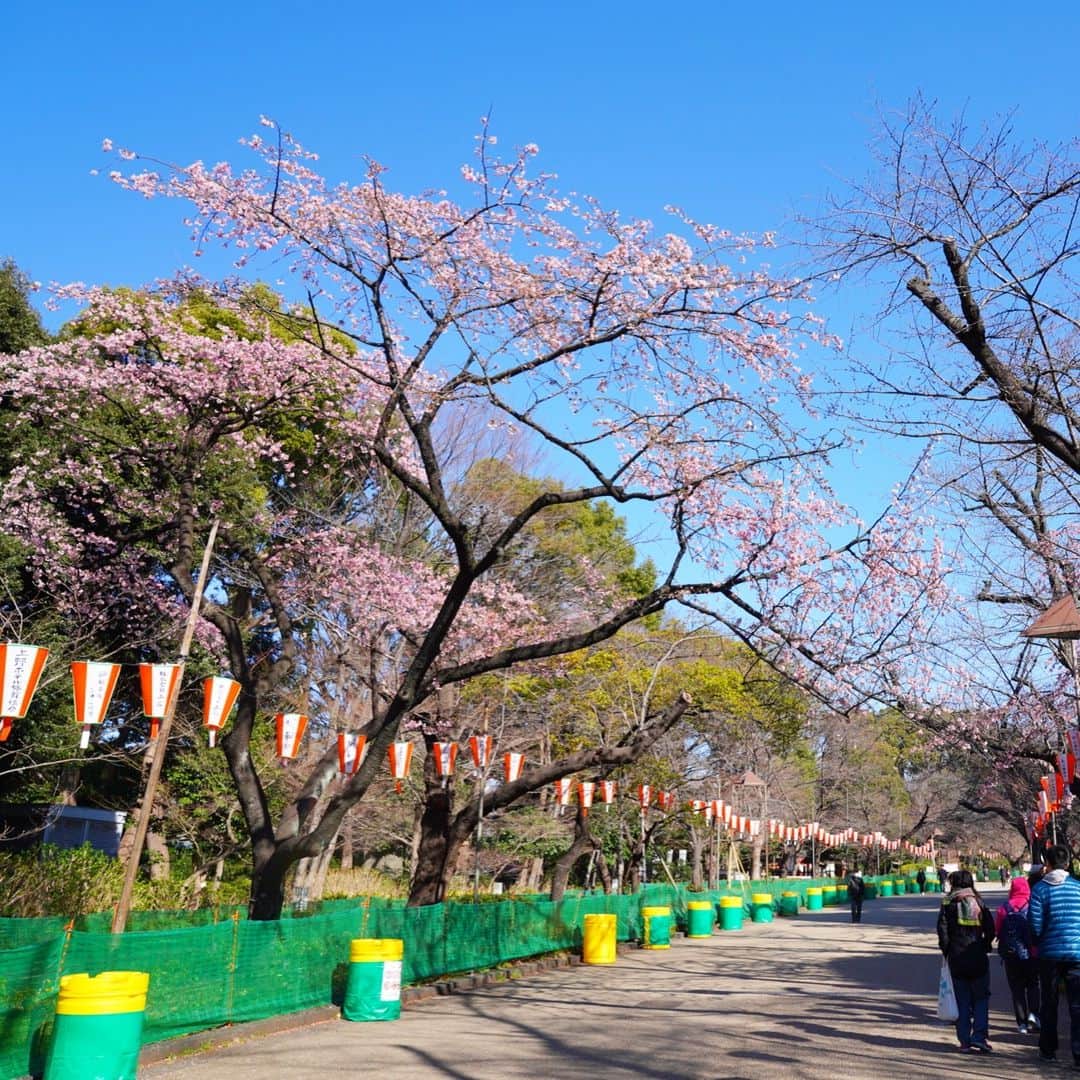 まる（まるたろう）さんのインスタグラム写真 - (まる（まるたろう）Instagram)「Good morning!!✨🌸🐶🍑✨月曜日おはまる〜(^O^) 上野公園花園稲荷神社の桜が咲き始めたって事は🙄今週末くらいからメインストリートのサクラが咲き始まるってことだよ〜 #ちゃんとサクラ見てね #お尻見ないでよね #まる知識 #サクラパトロール #花園稲荷神社  #花園稲荷神社からまるギャラリーは徒歩10分 #月曜日は笑顔で頑張る日」3月18日 9時35分 - marutaro