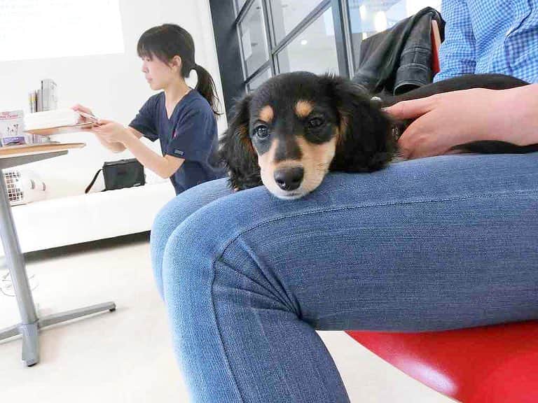 のインスタグラム：「先日、初めてモモとパピー教室へ行ってきました。リードもつけたことがなくて、他のワンちゃんや人と触れ合う事がほぼ初めてでしたが、モモの楽しそうな姿が見れて嬉しかった^ ^何より私も楽しみました。しつけは難しいけれど楽しみながら頑張ってます😌👌🌈早くお散歩に行って皆んなに可愛がってもらいたいなぁ💕」