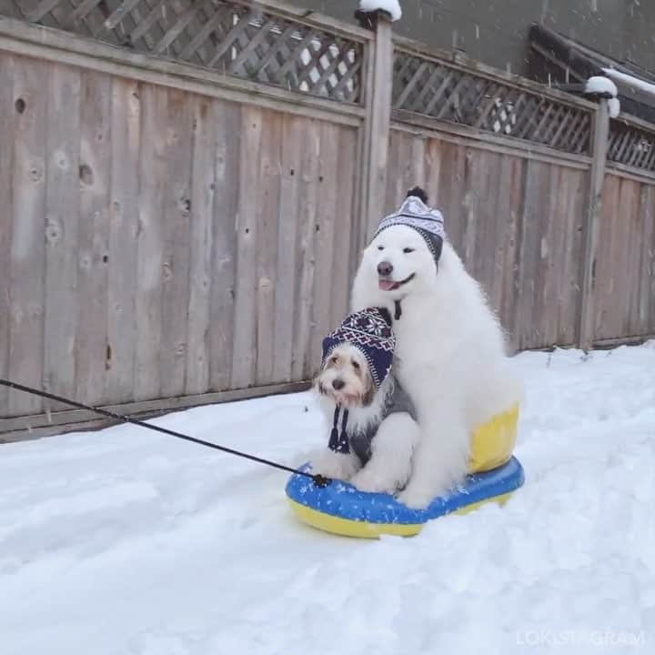 Loki the Corgiのインスタグラム