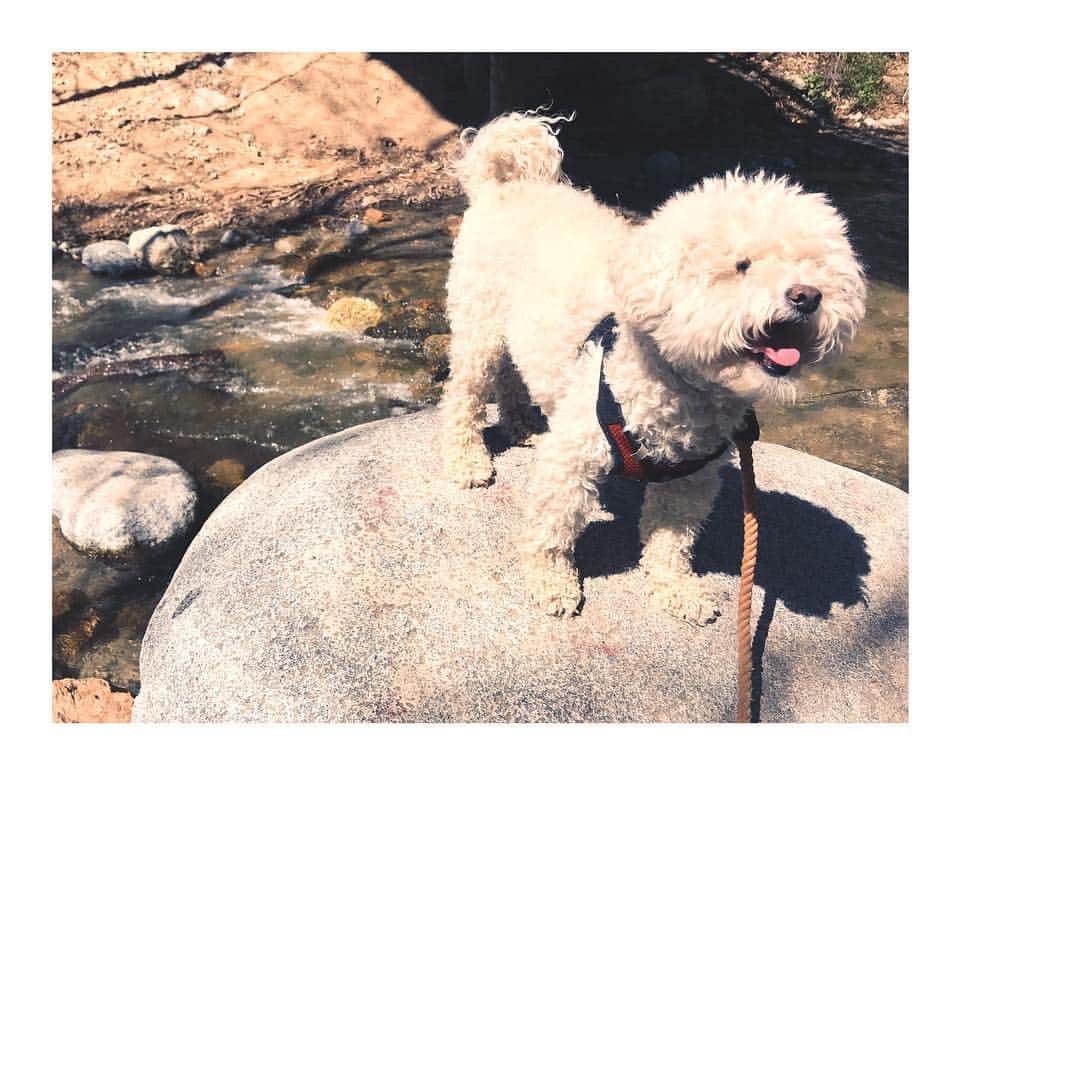 ショーン・エバリストのインスタグラム：「Dear Ren Chan, you hella annoying sometimes haha but you definitely bring joy into my life. Thanks for keeping me company🐶 . . Heads up for my LA people, if you get the chance go out for a hike, Eaton Canyon has some good water pushing through it and it’s pretty damn awesome.」
