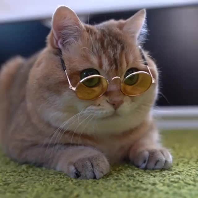 Aww Clubのインスタグラム