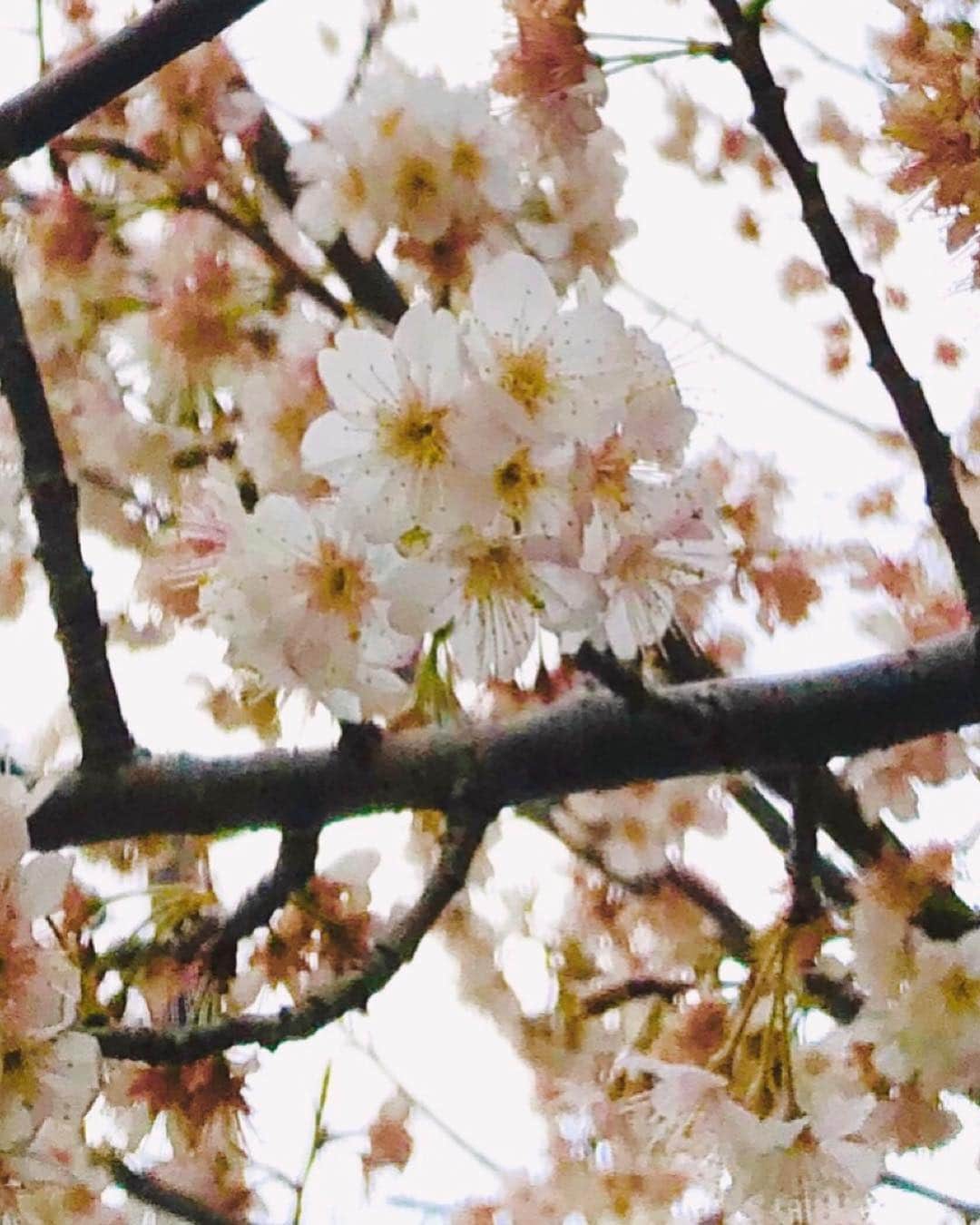 倉田雅世さんのインスタグラム写真 - (倉田雅世Instagram)「おはようございます。 サクラサクラ🌸 もう少しでお花見できるかな。」3月18日 10時02分 - kuralamune