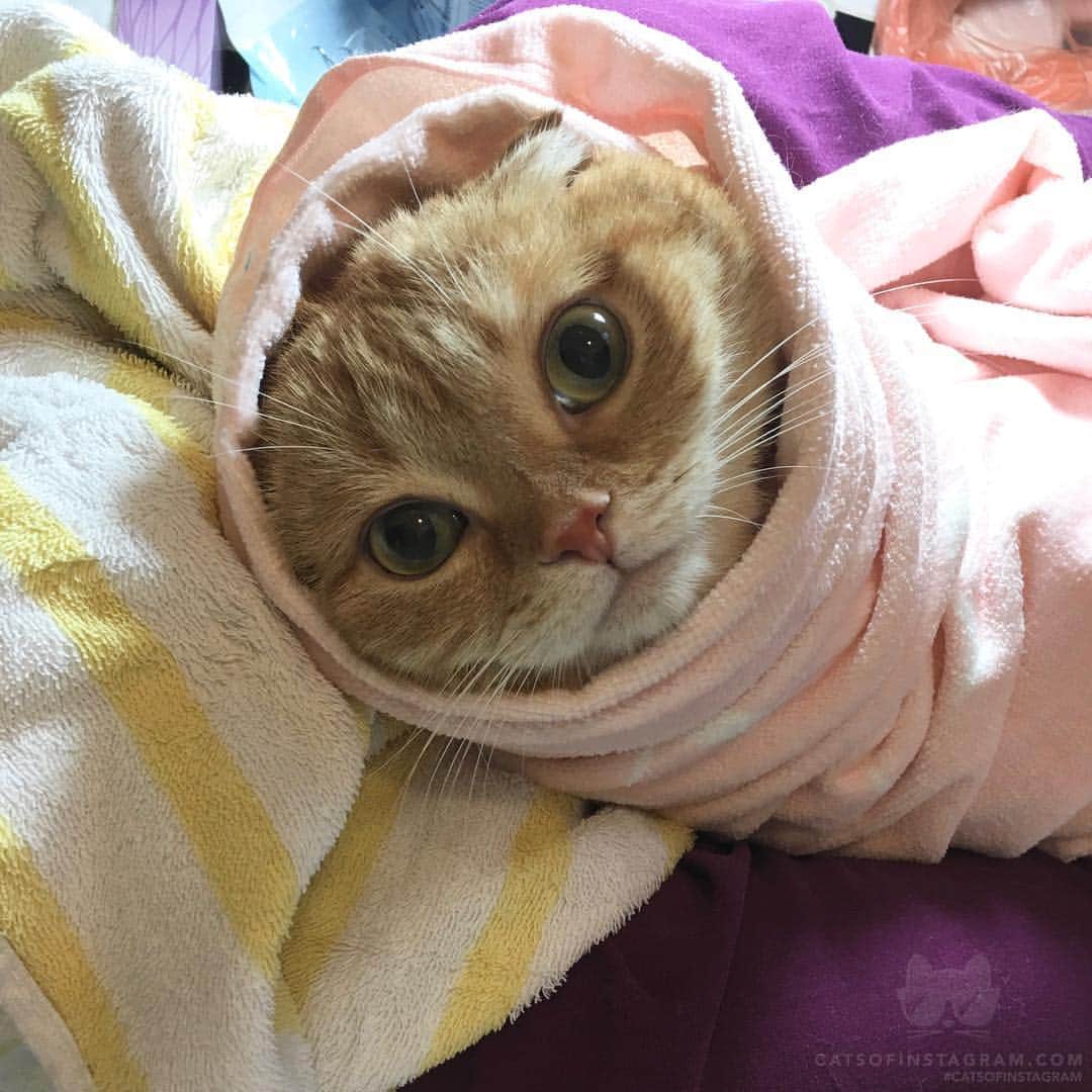 Cats of Instagramさんのインスタグラム写真 - (Cats of InstagramInstagram)「From @shrampton: "One Purrrrito order up!" #catsofinstagram」3月18日 10時09分 - cats_of_instagram