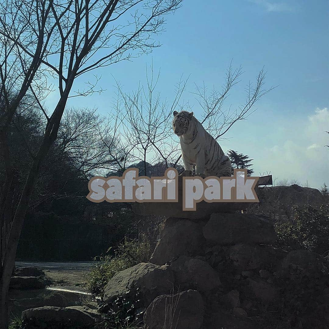 鹿沼亜美さんのインスタグラム写真 - (鹿沼亜美Instagram)「推しが尊すぎる🦁 #safaripark #サファリパーク #おはよう」3月18日 10時22分 - ami_1212one