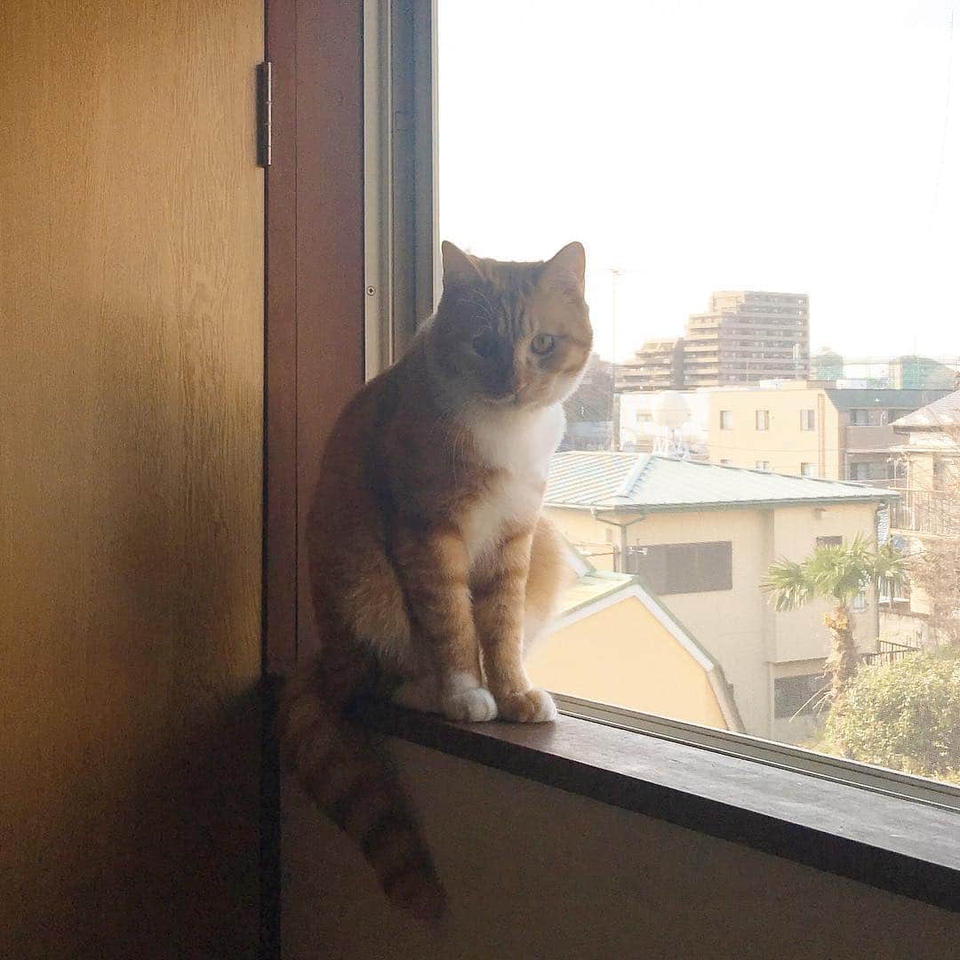のインスタグラム：「やっぱり春だわね。 #kurohakuchai #tabby #orangetabby #cat #猫 #茶トラ」