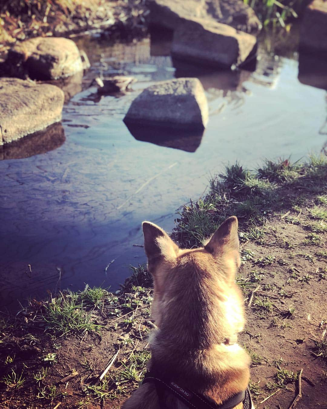 佐々木海さんのインスタグラム写真 - (佐々木海Instagram)「カルガモを狙う。 やめたげて❗️ そして昨日の夜シャンプーしたんやけどなぁ。。。 #犬 #イヌ #イヌスタグラム #いぬすたぐらむ #犬バカ部 #いぬばか部 #ふわもこ部 #いぬら部 #犬のいる暮らし #保護犬 #元野犬 #雑種 #雑種犬 #ビビり犬 #里親 #保護犬を家族に #保護犬を飼おう #殺処分ゼロ #dog #dogs #dogstagram #doglove #doglover #doglovers #doglife #dogslife #rescuedog #rescueddog」3月18日 10時35分 - umi_carnelian