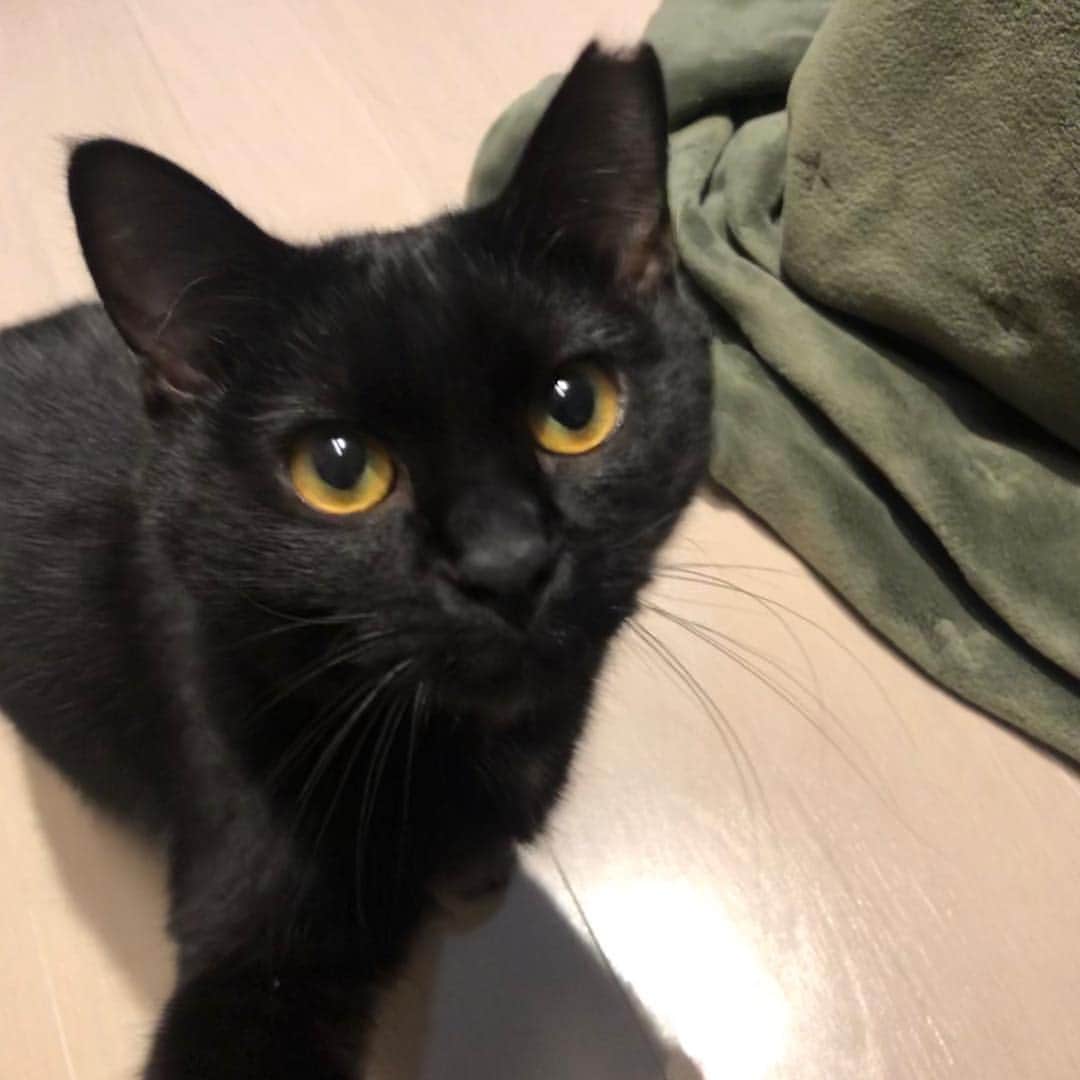 azのインスタグラム：「「今日も頑張れよな」 とおっしゃってますシシオ先生。 #ROBE東コレ隊 @robetokyo で今季も少し見るので暇な時にチェケラ4649! 俺のちっぽけなプライドなんてかなぐり捨ててやるぜ！！！そんなものピースフルな世界には必要ないからな！！ベストプレイス！！！靴でも砂利でも舐めます食べます美味しいです！！！ ・ #黒猫 #ccoちゃん #黒の天使 #黒のピグレット」