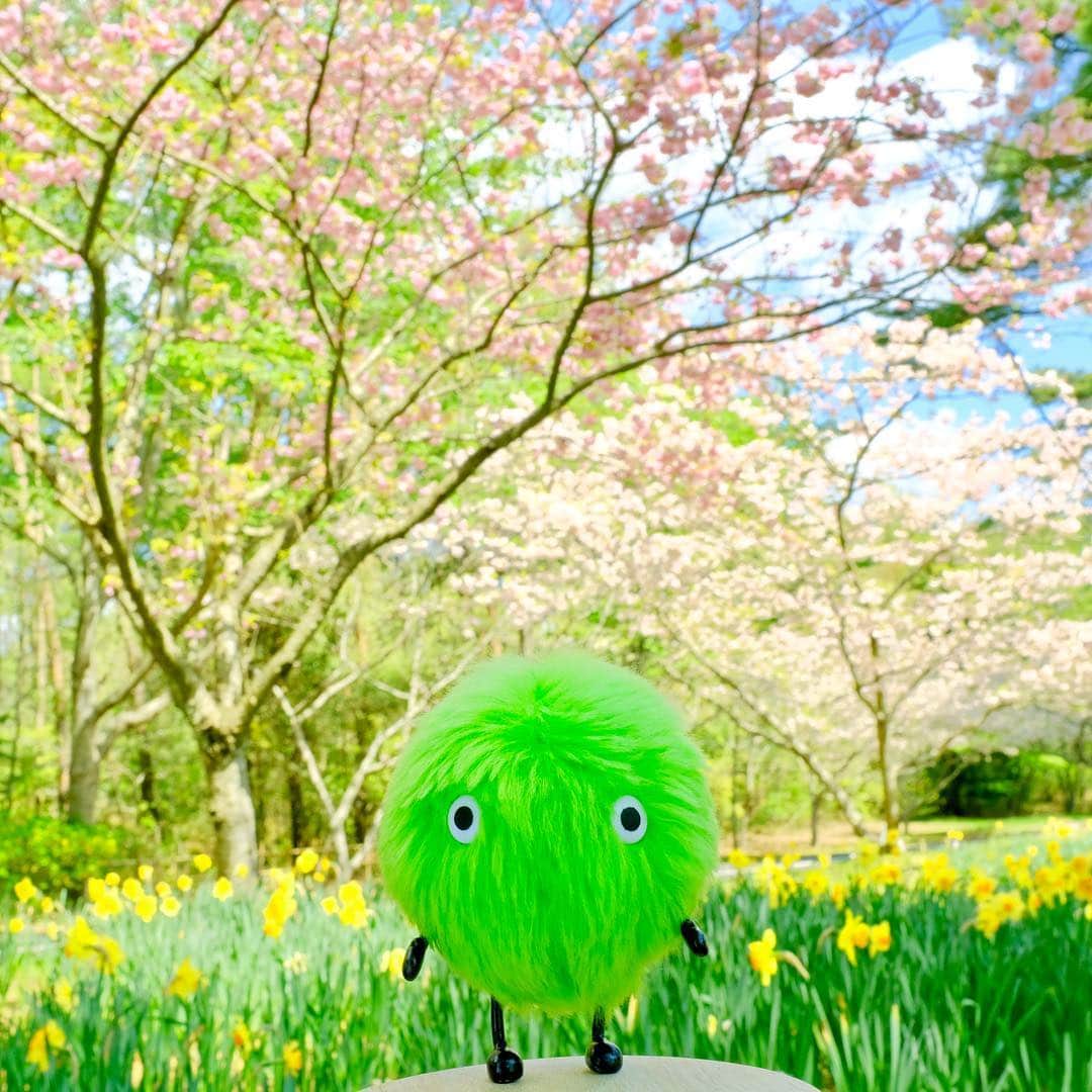 SUUMO公式アカウントさんのインスタグラム写真 - (SUUMO公式アカウントInstagram)「桜の開花が待ち遠しくなってきましたね🌸✨ #春 #桜 #さくら #お花見 #sakura #cherryblossom #spring #スーモ #SUUMO －SUUMO編集部－」3月18日 10時53分 - suumo_official
