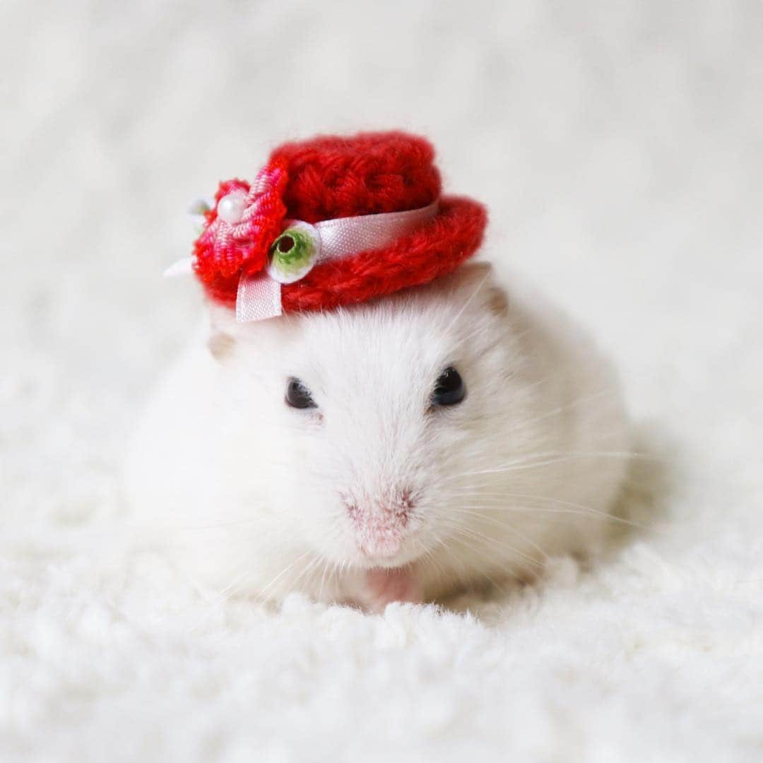 hamster_mocoのインスタグラム