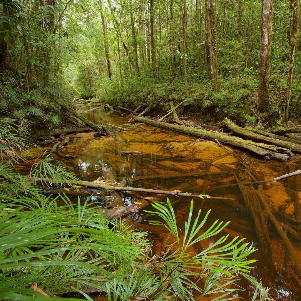 Tim Lamanさんのインスタグラム写真 - (Tim LamanInstagram)「Photos by @TimLaman.  The beautiful rain forest and a stream in Tapanuli, in Batang Toru, Sumatra, home of the critically endangered Tapanuli Orangutan.  Swipe and see what’s happening in places around the edges of this unique forest in Sumatra, and what could happen more broadly if a proposed dam goes through.  Dear Indonesian friends,  I hope you and your government can make the decision and commitment to protect this world treasure and the unique Tapanuli Orangutan and other species found only in your country.  The whole world benefits if you do.  Thanks for all your efforts!! #TapanuliOrangutan #Tapanuli #BatangToru #Sumatra #Indonesia #Endangered #EndangeredSpecies」3月18日 11時07分 - timlaman
