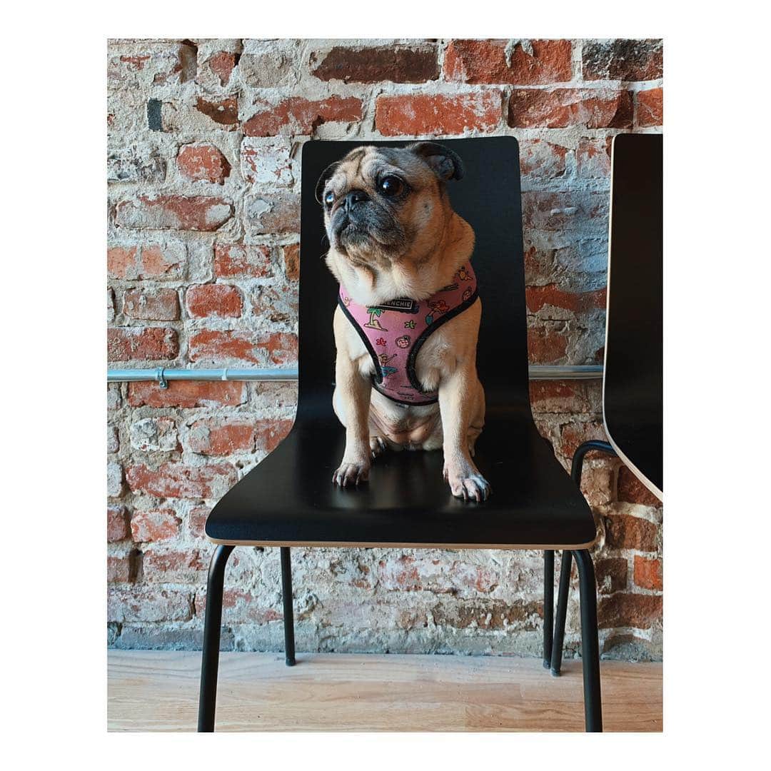 Melissa Santiagoのインスタグラム：「Just hanging out at the @oldmissionbarbershop on a Saturday.  #DailyPug #LeicaHarrietPancakes #pugsofinstagram #pug」
