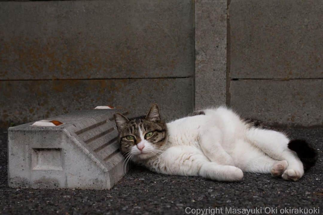Masayukiさんのインスタグラム写真 - (MasayukiInstagram)「枕は硬め。  #cat #ねこ」3月18日 11時32分 - okirakuoki