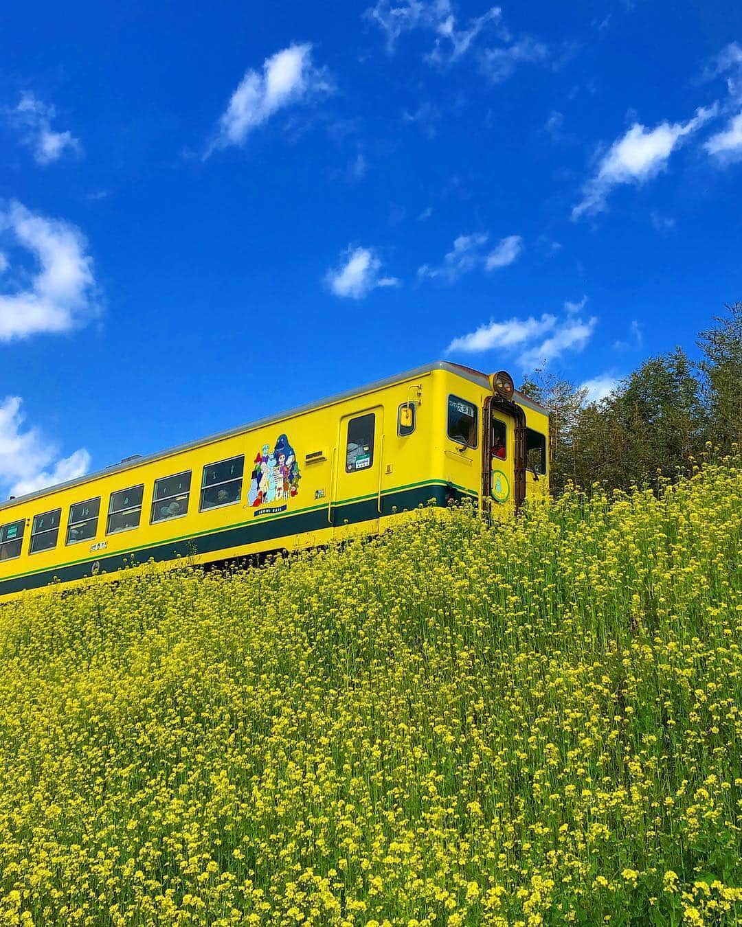 あなたのLOVE CHIBA教えてキャンペーンさんのインスタグラム写真 - (あなたのLOVE CHIBA教えてキャンペーンInstagram)「千葉の房総にムーミン谷で春を満喫🌼  菜の花と一緒に写るムーミン列車がとっても可愛いです☺️💞 ※いすみ鉄道の「ムーミン列車」は2019年3月いっぱいをもって終了となるそうです。  投稿ありがとうございます✨ 【写真:らぶちばseason7:@daiexpress110さん投稿】  #loveloveCHIBA　 #千葉県 #千葉 #房総 #ちばかつ  #カメラ散歩 #写真好きな人と繋がりたい  #写真撮ってる人と繋がりたい #日本  #写真  #旅行  #いすみ #いすみ市 #chiba #isumi #いすみ鉄道 #ムーミン列車 #ムーミン #moomin #菜の花 #なのはな #春 #spring #photo_jpn #はなまっぷ #visitjapanjp #cityspride #lovers_nippon  #japandaytime_view」3月18日 11時37分 - love.love.chiba