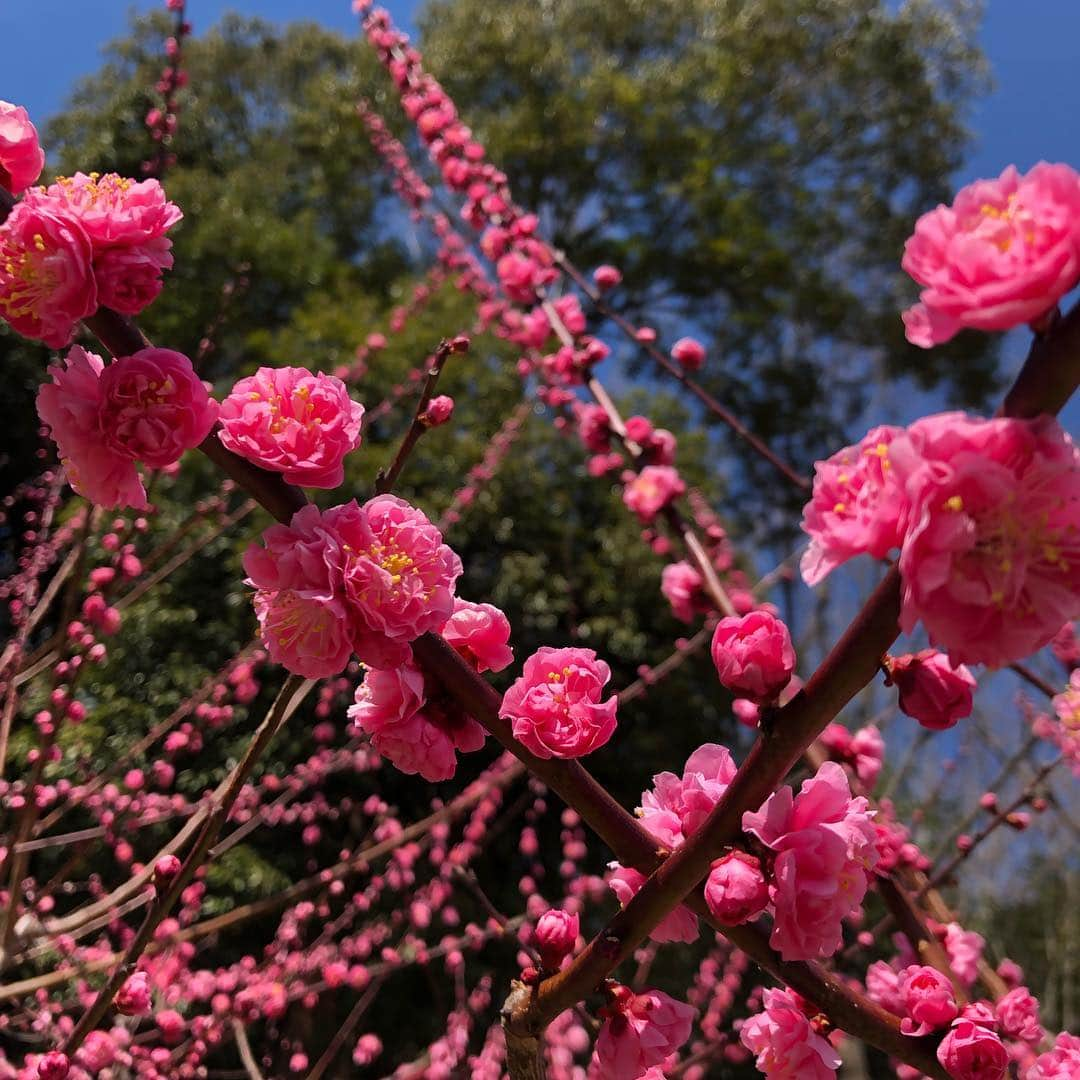 azumyさんのインスタグラム写真 - (azumyInstagram)「東山植物園。春だね。 #東山植物園」3月18日 11時43分 - doggy134