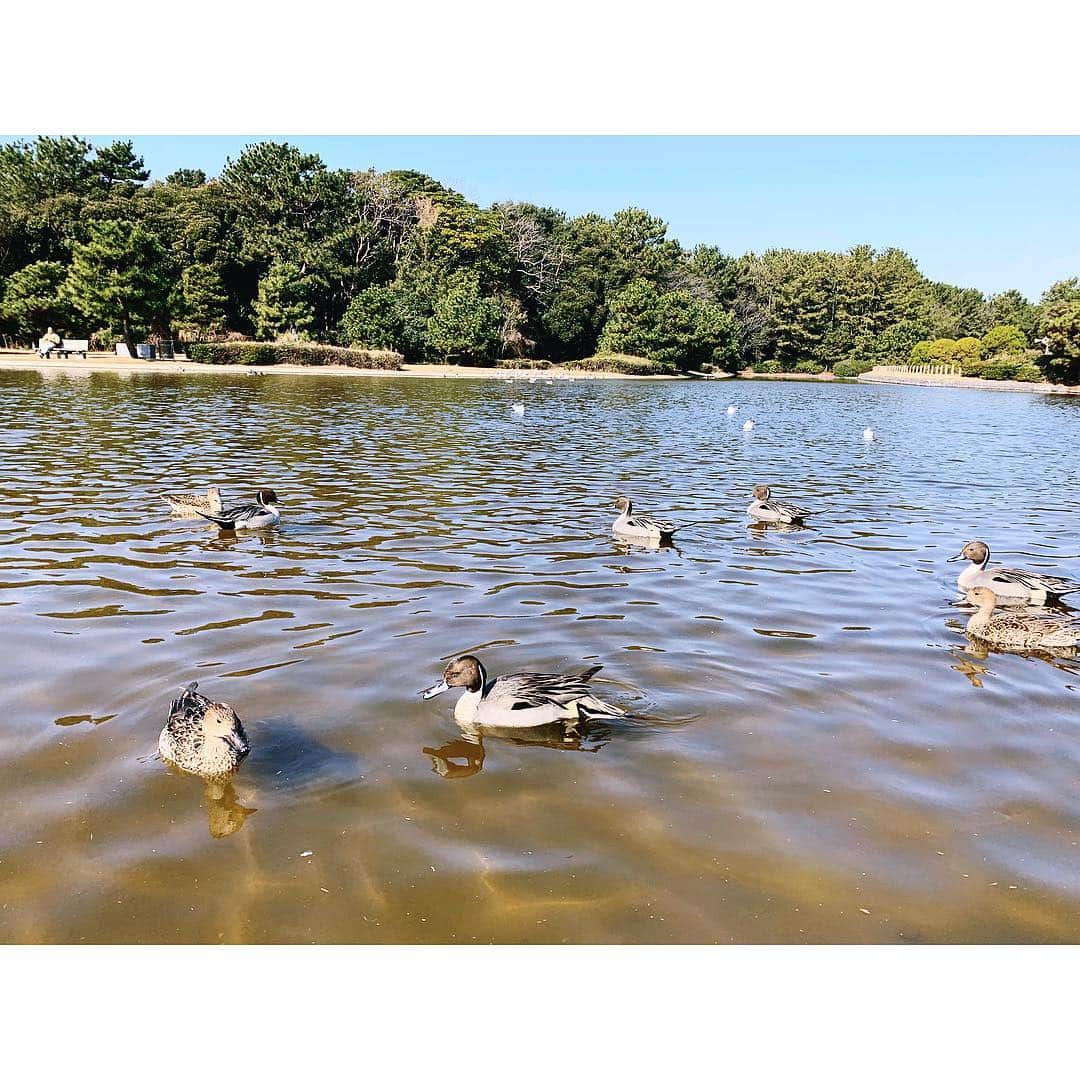のインスタグラム：「This is my new project 🦆🌲🌿 #Fashion #food #life #nature #animal #plants #earthdesign #parkdesign  #Lifestylist #千葉県 #千葉市」