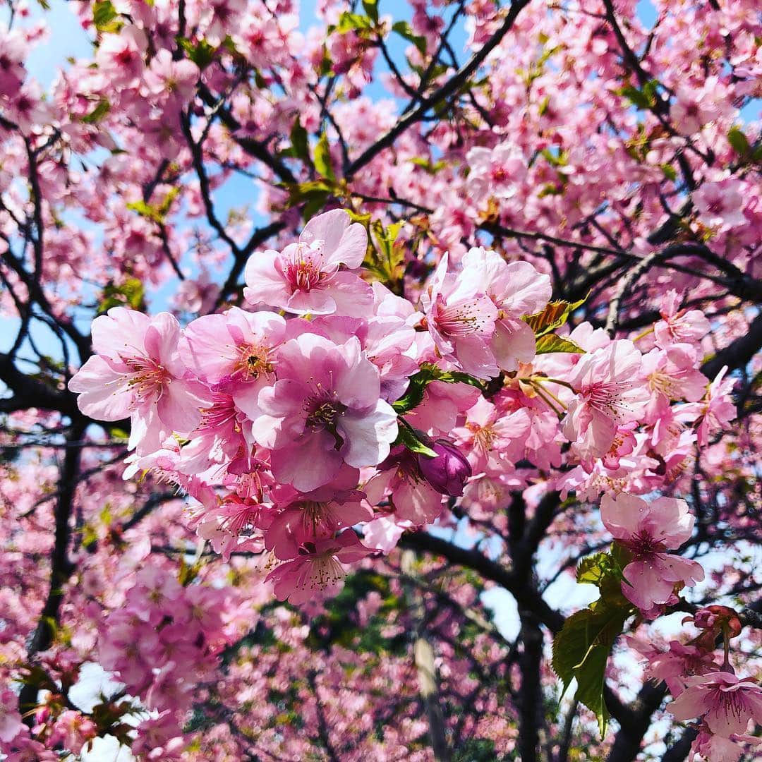 BAILAさんのインスタグラム写真 - (BAILAInstagram)「都内ではいよいよ、桜が咲き始めてきましたね🌸 こちらは週末に遊びに行った公園で見つけた満開の桜。 2枚目、3枚目は自宅に飾っている桜です。花粉症なので、自宅でゆっくりお花見できるように、毎シーズン、お花屋さんに枝ぶりが良いのを1万円くらいで見繕ってもらっています。忙しい平日の朝も夜も、24時間お花見できて凄くおすすめ😊 散り際も、葉桜になってもきれいです🍡（編集U） #桜  #お花見  #🌸」3月18日 11時59分 - baila_magazine