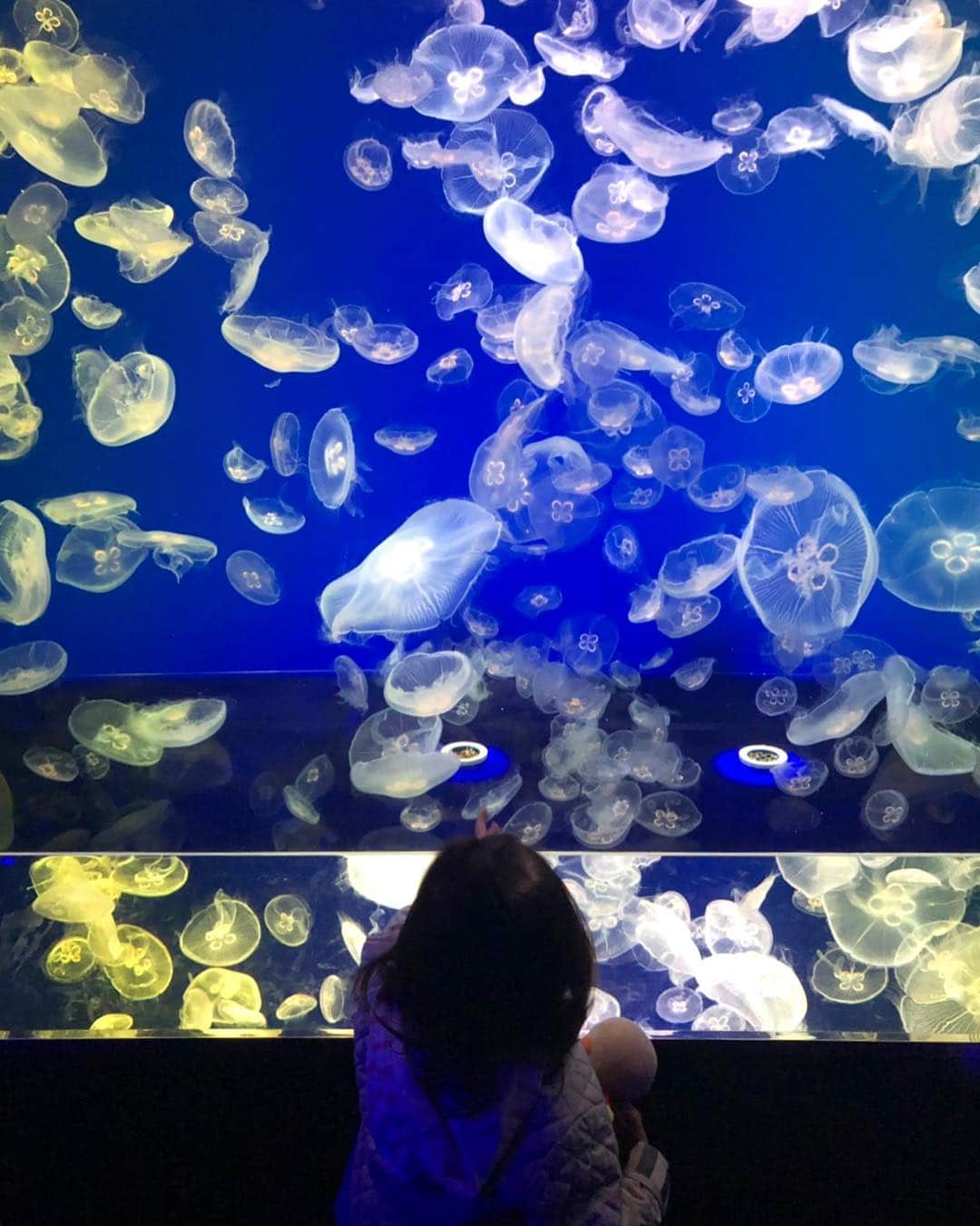 舟橋菜々さんのインスタグラム写真 - (舟橋菜々Instagram)「私が仕事で大阪にいる間、ダディと2人で水族館に行ってきたそうです🐬🦀 色んな海の生き物を喜んで見ていたようです👏🏻 今度は3人でも行こうね😊❣️ Her very first aquarium experiment! #aquarium#sea#fish#beautiful#happy#smile#daddy#daughter#cute#love#水族館#海#魚#綺麗#赤ちゃん#子供#娘#1歳8ヶ月#ハーフ#育児#子育て#親バカ部#ベビフル#ママリ#コドモノ」3月18日 12時03分 - wombatnana