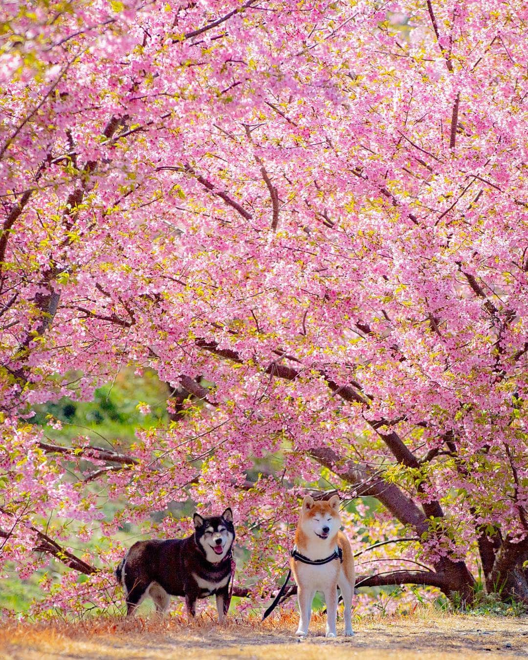 BlackRed shibasさんのインスタグラム写真 - (BlackRed shibasInstagram)「That was a mesmerizing scenery. Good smiles! Nene! Musashi! Kawazu cherry blossoms. . . . #neneandmusashi2019 #igersjp #instagramersjapan #shibainu #shiba #柴犬 #dog #nikon #igersjp #nikond5 #ニコン #桜 #300mm #cherryblossoms #toyota_dog #light_nikon #happy #lovely #cute #河津桜 #JAPAN #nationalPetDay #ig_fotografdiyari #dogsofinstagram #topdogphoto #dog  #zamanidurdur #outdoorswithdog #ig_shotz_asia」3月18日 12時34分 - black_red_jp