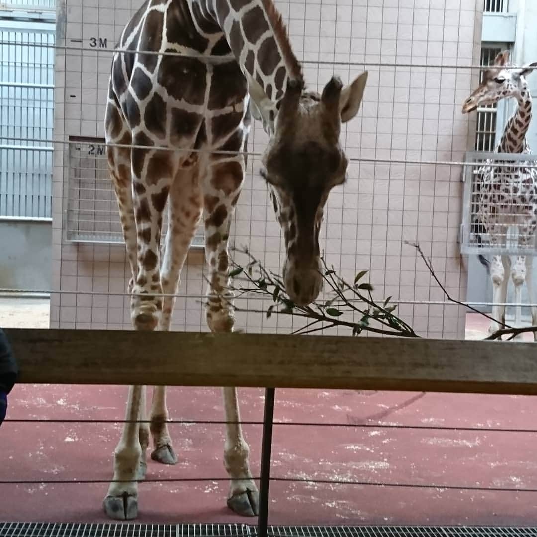 アーキ ホームライフさんのインスタグラム写真 - (アーキ ホームライフInstagram)「動物園にてキリンを眺めました キリンの首の骨の数はヒトと同じだそうで  生物の不思議(ツルガ) #アーキホームライフ#ホームライフ１００#注文住宅#自由設計#デザイン住宅 #マイホーム#home #house #family#おしゃれな家 #こだわりの家#一戸建て #福知山#豊岡#舞鶴#加東#加古川#姫路　#和泉#千里#動物#動物園#キリン」3月18日 12時35分 - archihomelife_after