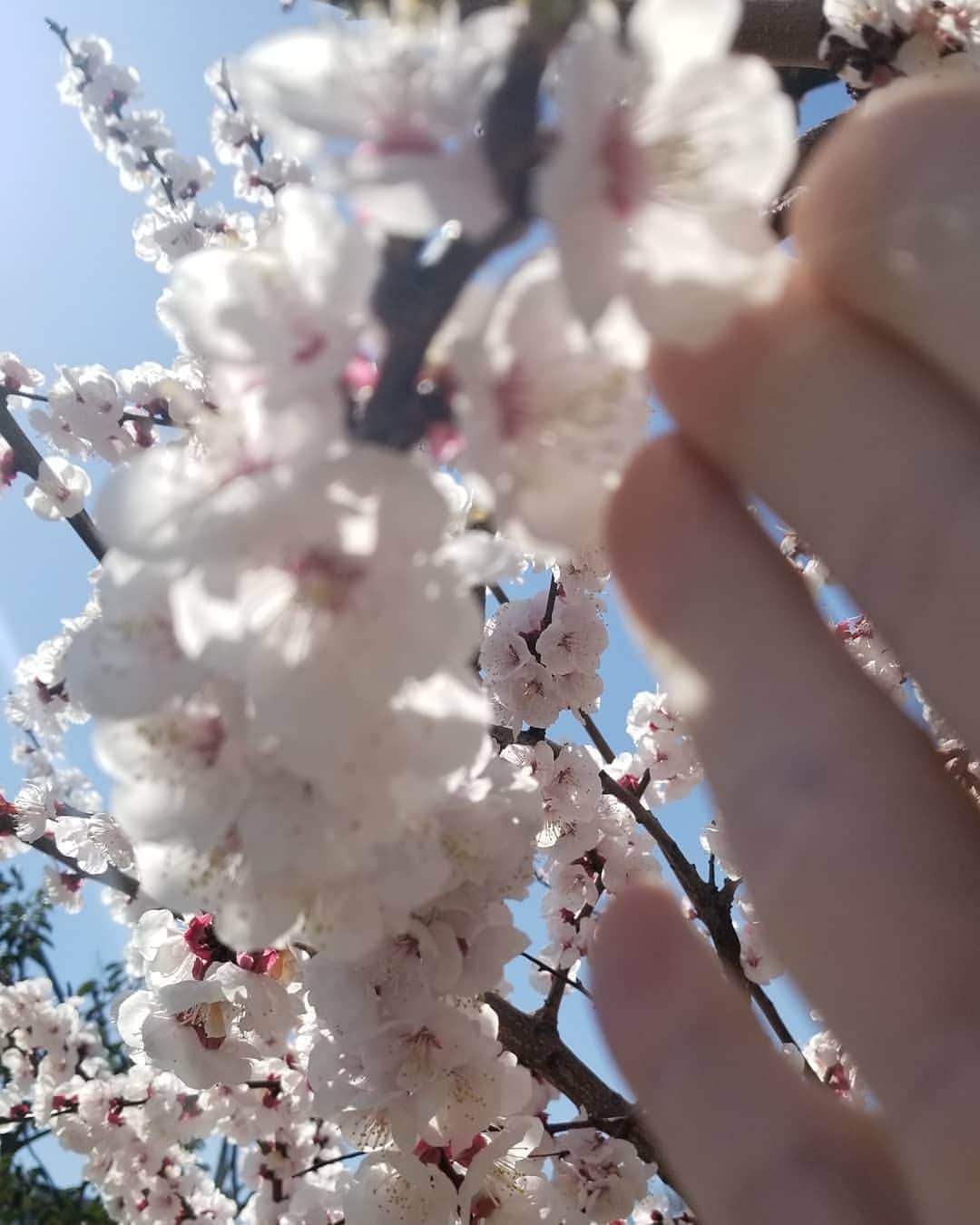 徳山秀典さんのインスタグラム写真 - (徳山秀典Instagram)「春はすぐそこ、手が届くところまで」3月18日 12時53分 - hidenoritokuyama