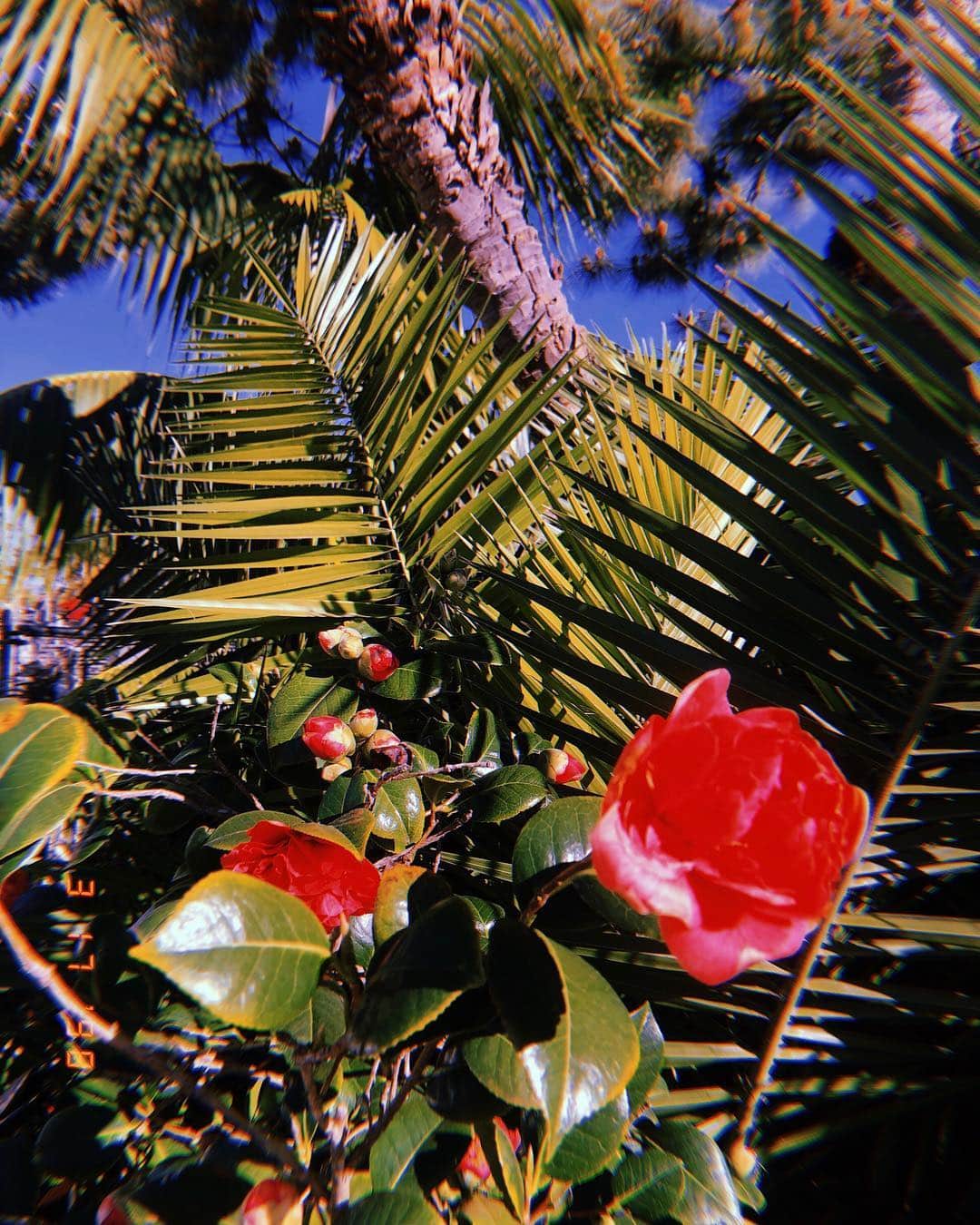 MiChiさんのインスタグラム写真 - (MiChiInstagram)「Santa Barbara you’re so pretty 🌺 #santabarbara#nature#flowers#california#calilife」3月18日 13時39分 - michimadness