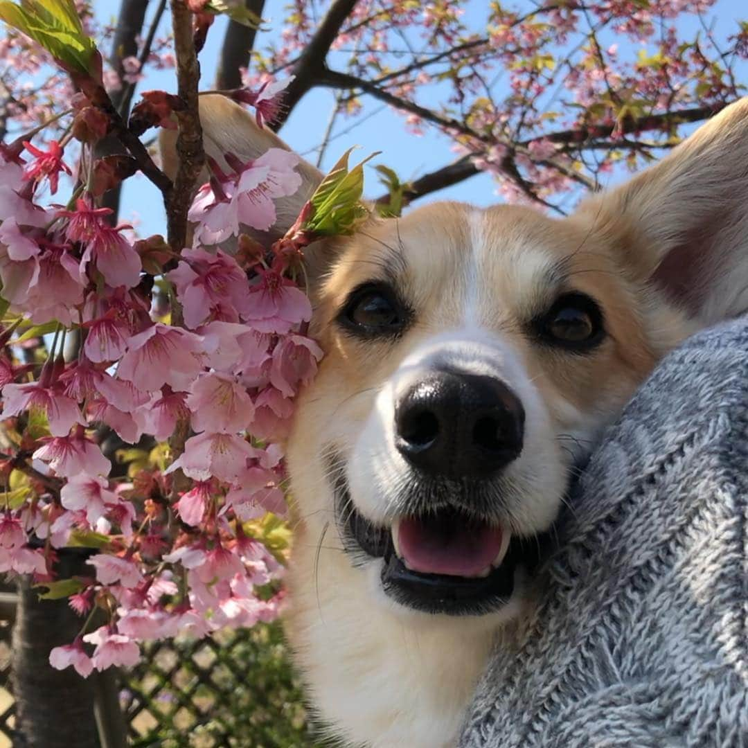 さゆりさんのインスタグラム写真 - (さゆりInstagram)「︎☺︎2019.3.18.Mon︎☺︎ Sakura are blossoming.🌸🐶❤️ * あろま地方 河津桜満開です🌸😍💕 * * * * * * * * * *」3月18日 13時54分 - jejejunh