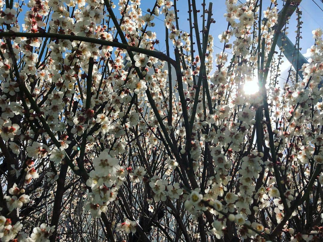 パク・チニさんのインスタグラム写真 - (パク・チニInstagram)「시나브로 #봄 🌺 누가 꺽었는지 떨어진 동백을 주워 물에 담궜더니 꽃을 보여주려나부다~ 생명은 참 감사하고 소중한 선물이다.  #spring」3月18日 13時54分 - eco_jini