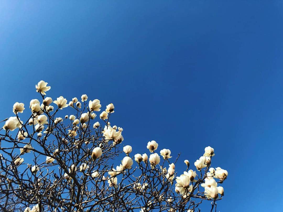 パク・チニさんのインスタグラム写真 - (パク・チニInstagram)「시나브로 #봄 🌺 누가 꺽었는지 떨어진 동백을 주워 물에 담궜더니 꽃을 보여주려나부다~ 생명은 참 감사하고 소중한 선물이다.  #spring」3月18日 13時54分 - eco_jini