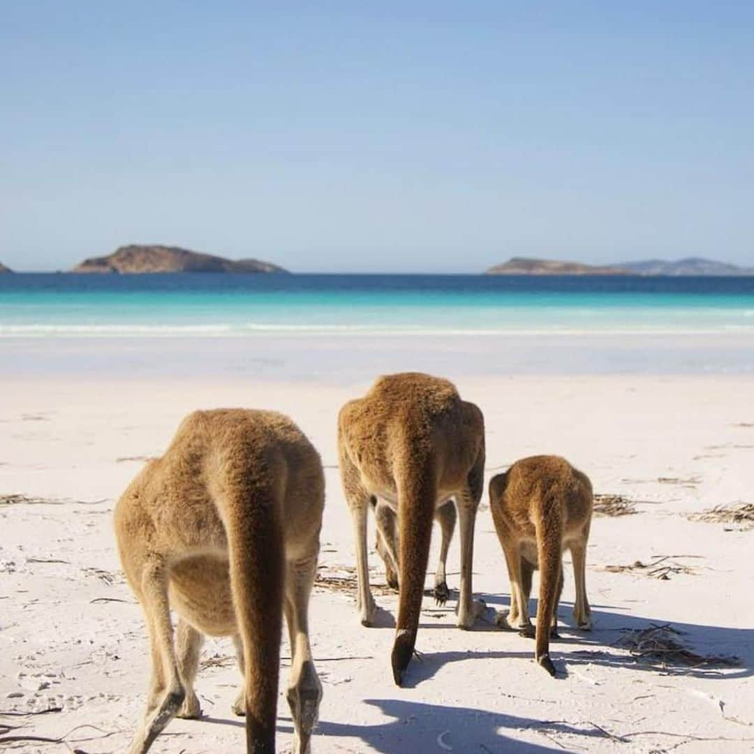 Australiaさんのインスタグラム写真 - (AustraliaInstagram)「We can forgive these #kangaroos for having their backs to us when the view is this good! 😎 @a_couple_landcruisin saw these local roos soaking up the beautiful coastal scenery at #LuckyBay in @westernaustralia’s #CapeLeGrandNationalPark. This stunning spot is an easy 50-minute drive from #Esperance and is not only home to some of #Australia’s whitest sand, but also a mob of beach-loving marsupials who are happy to let you 4WD, swim or simply chill at their little stretch of paradise. TIP:  From September to April, you can grab a ‘kangacino’ (yep, that’s actually what it’s called) at the beachfront coffee cart here. What more could you want?! #seeaustralia #justanotherdayinwa #goldenoutback #nature #wildlife」3月18日 14時00分 - australia